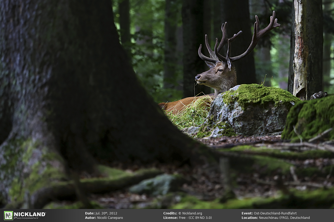 Red Deer (Cervus elaphus L.)