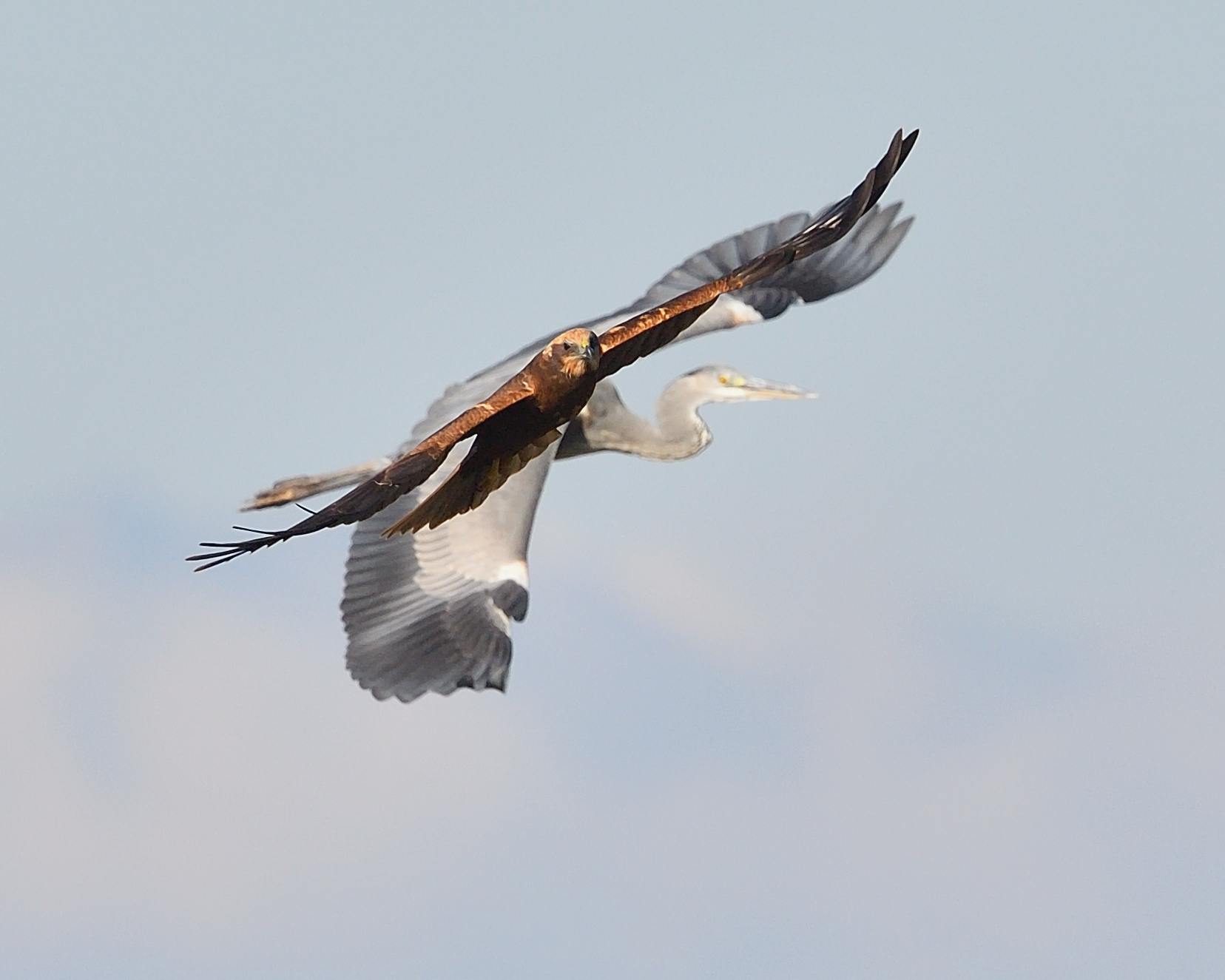 marsh harrier vs gray heron
