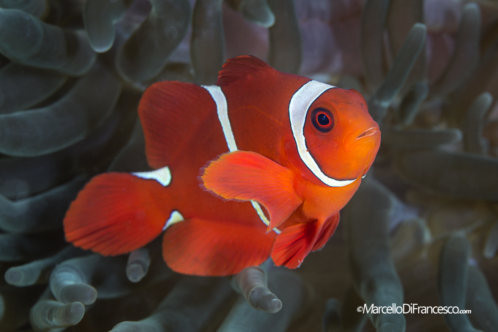 anemone Fish
