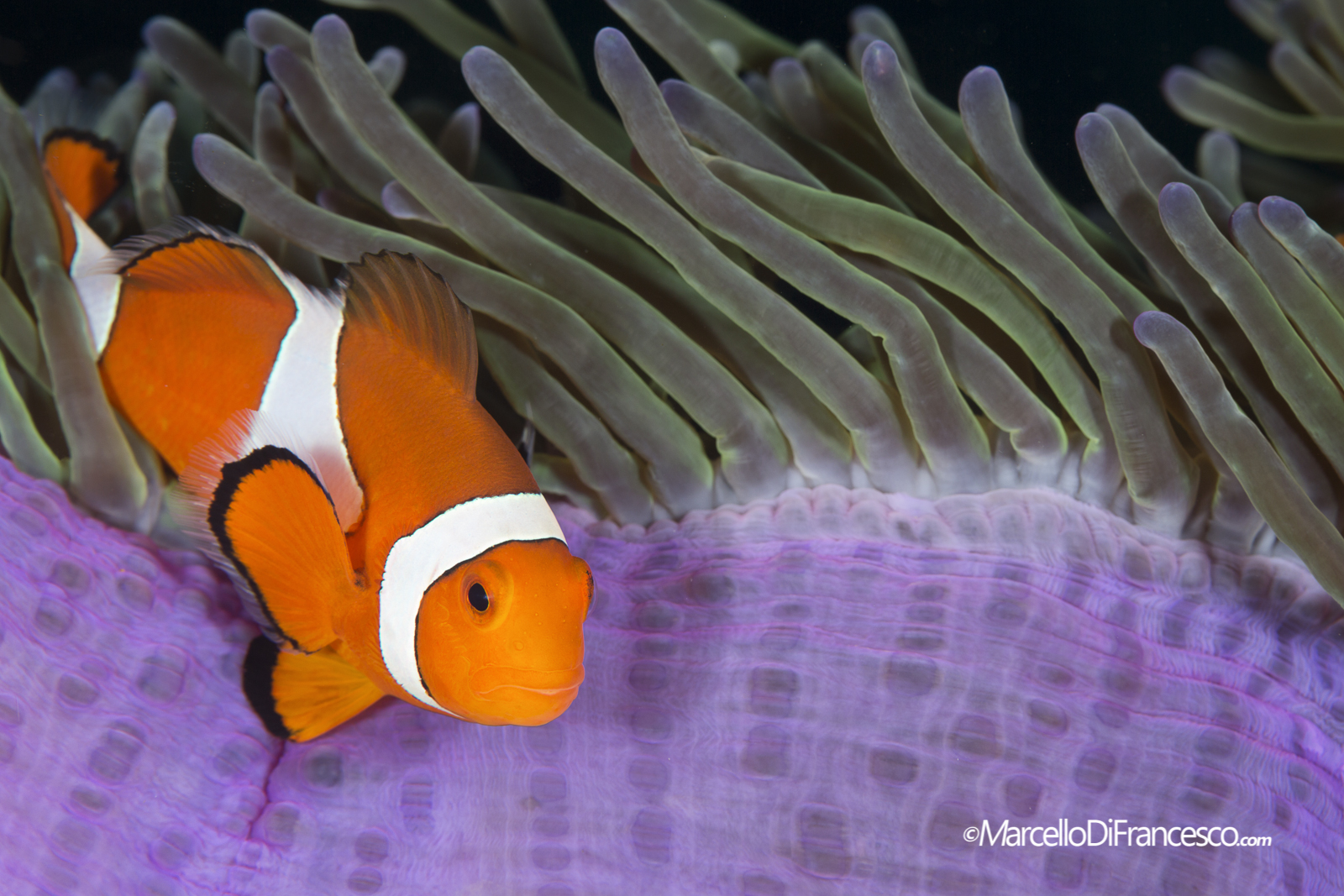 anemone Fish