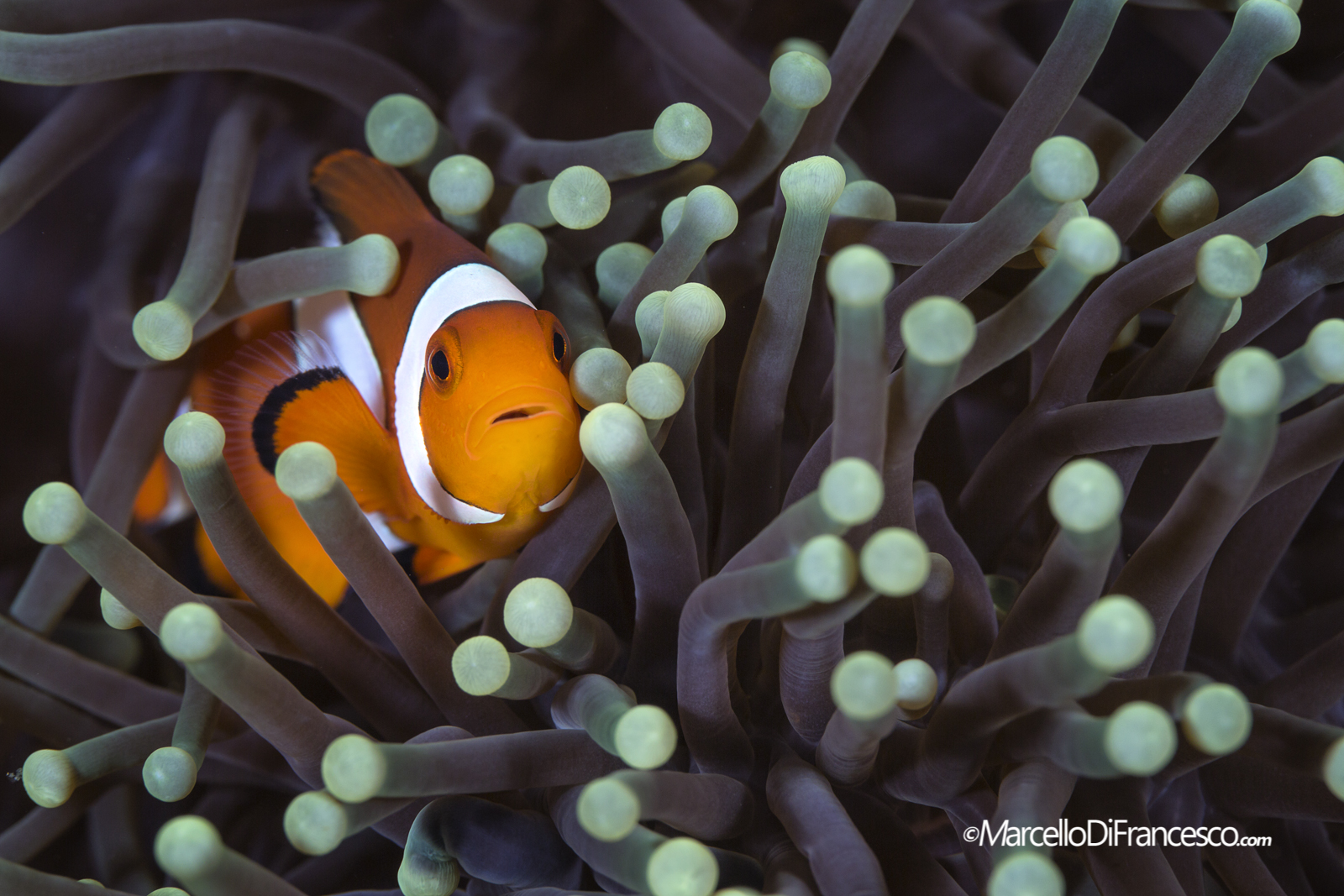 anemone Fish