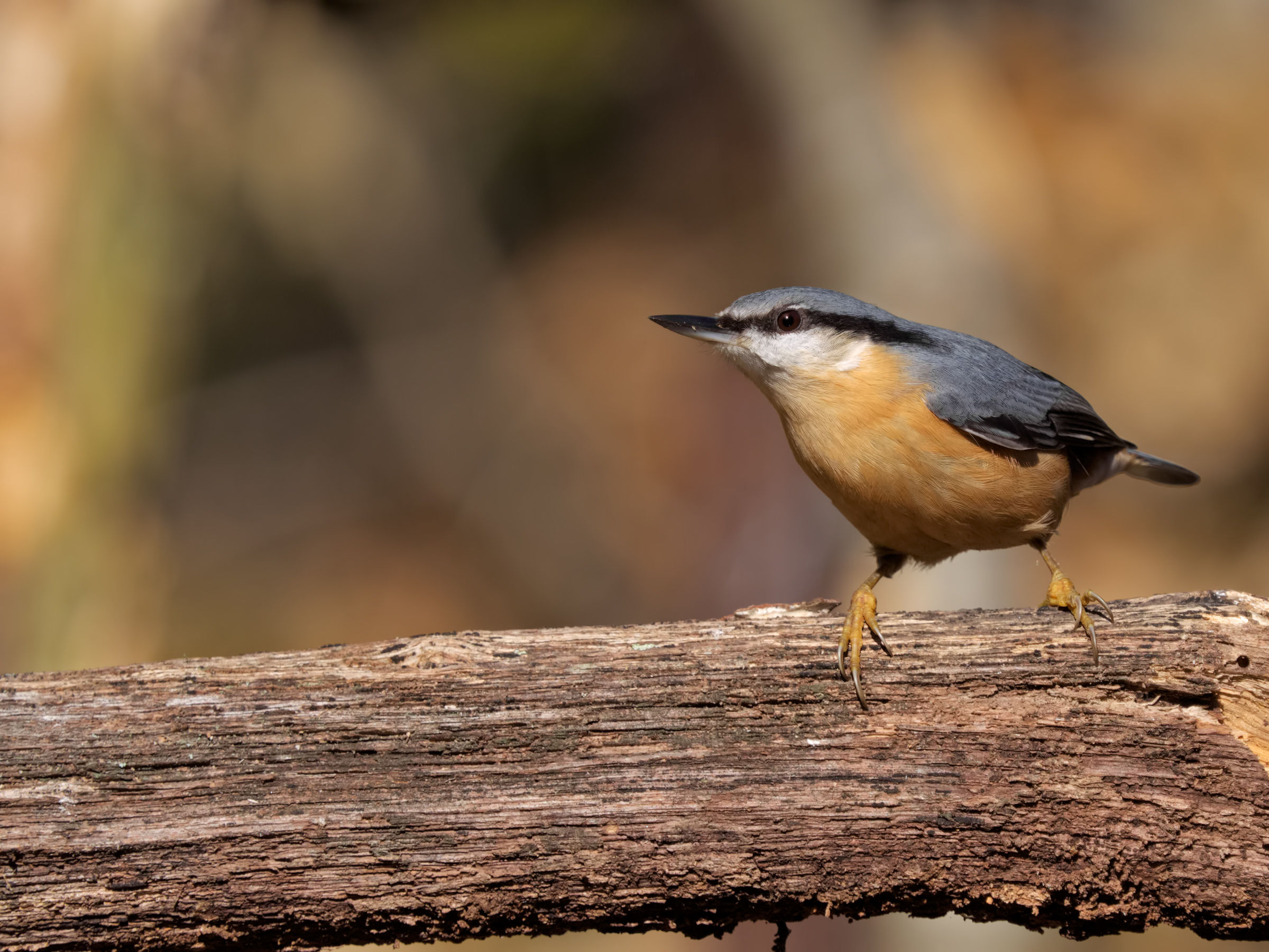 nuthatch