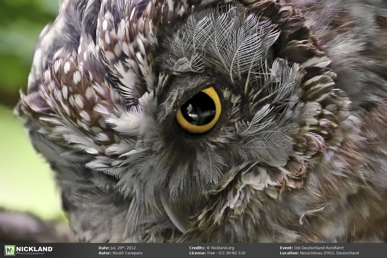 Hawl Tawny owl (Strix aluco L.)