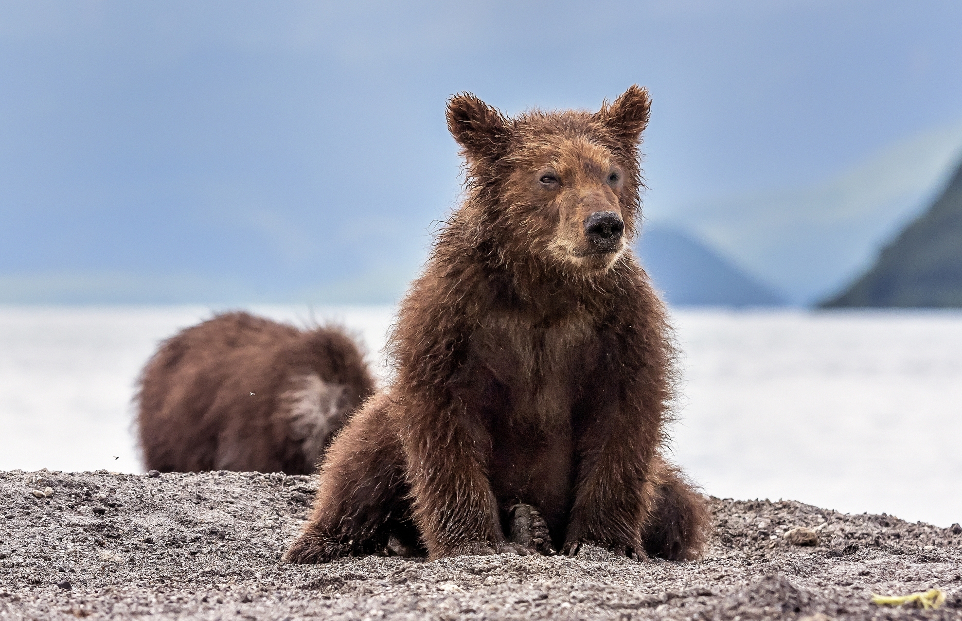 Kamchatka 2016 - Cub