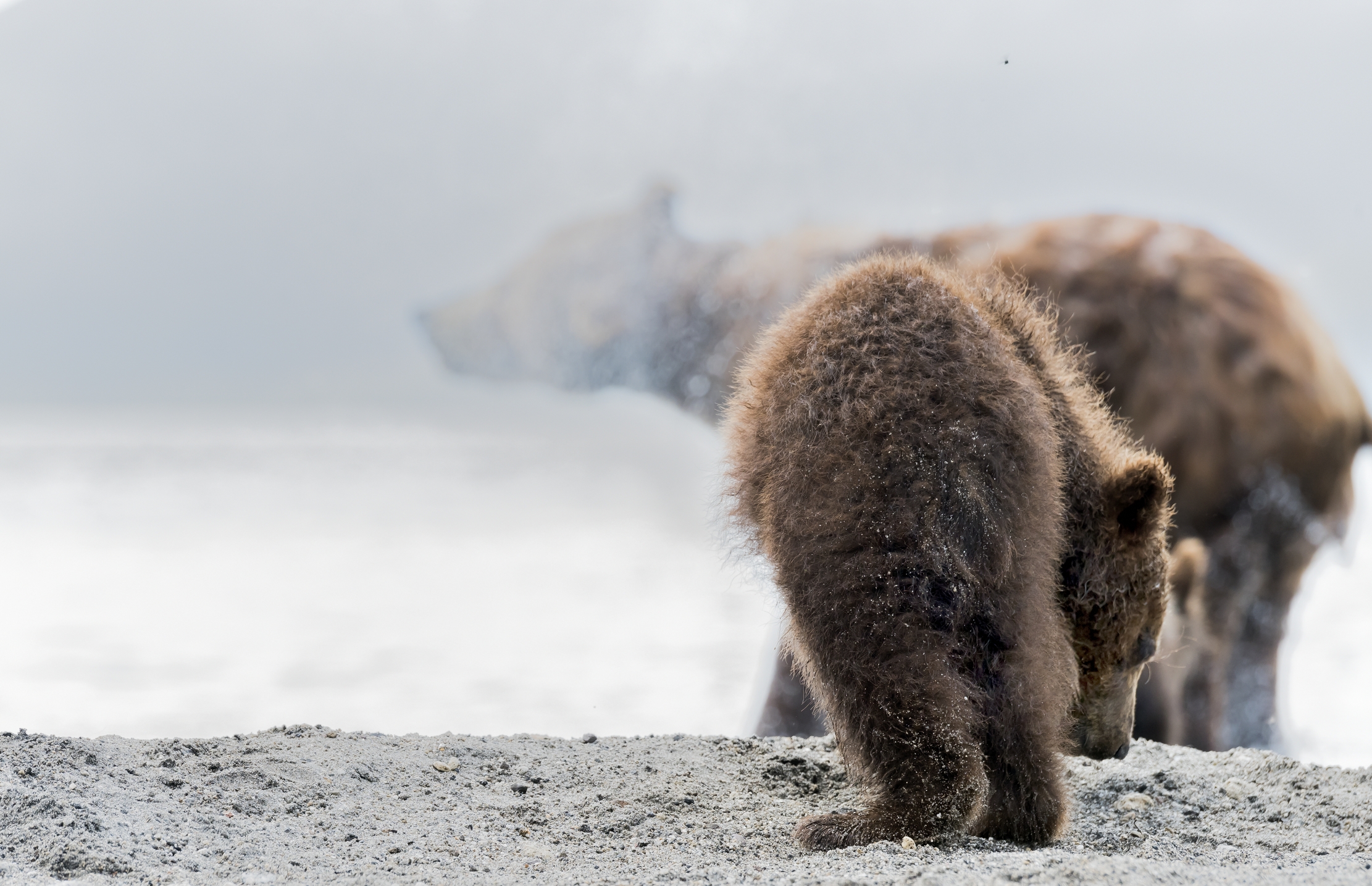 Kamchatka 2016 - Back shaking