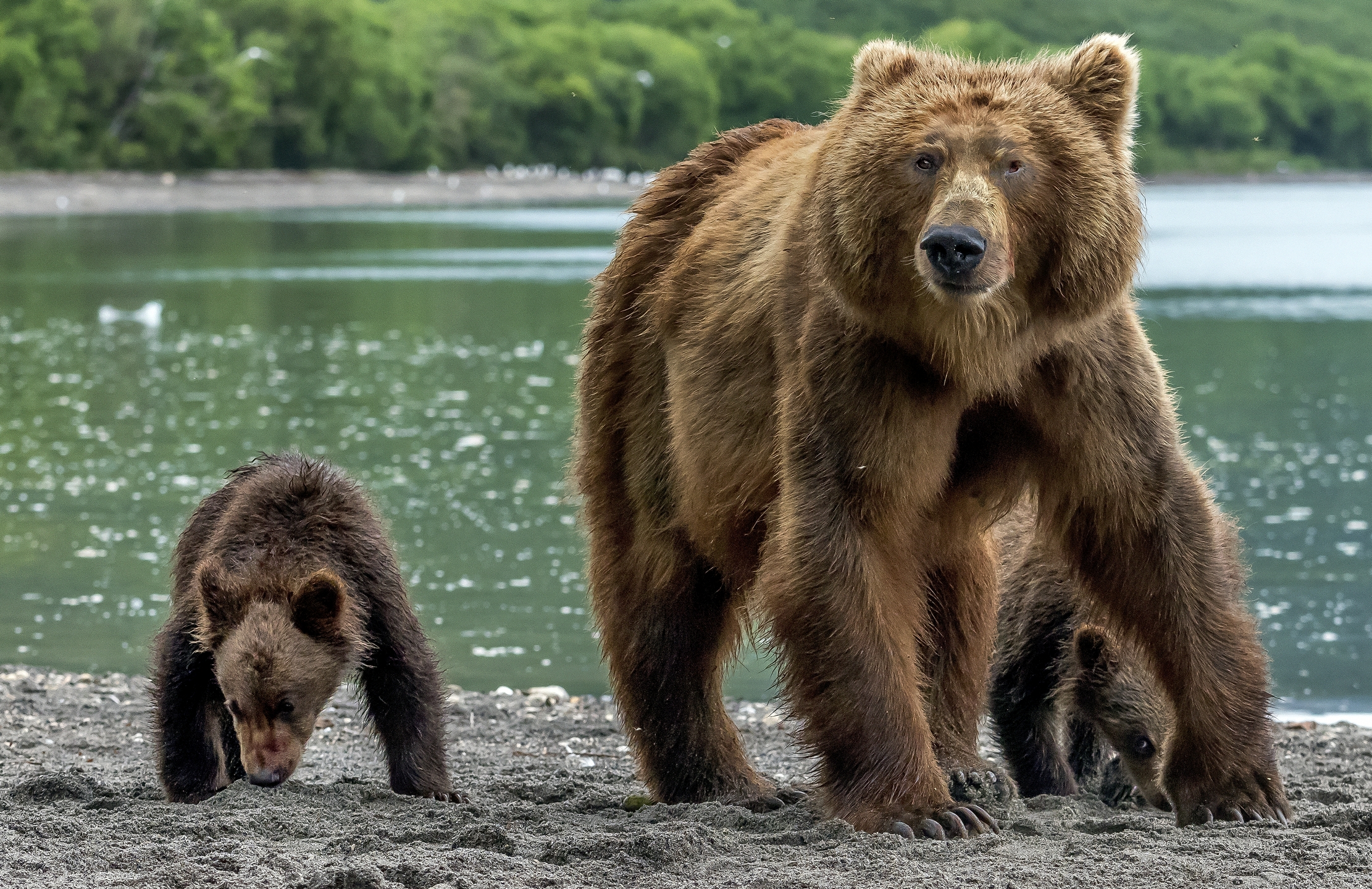 Kamchatka 2016 - Bears