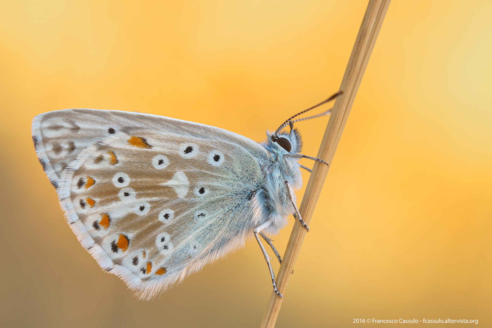 Polyommatus coridon (Poda, 1761)