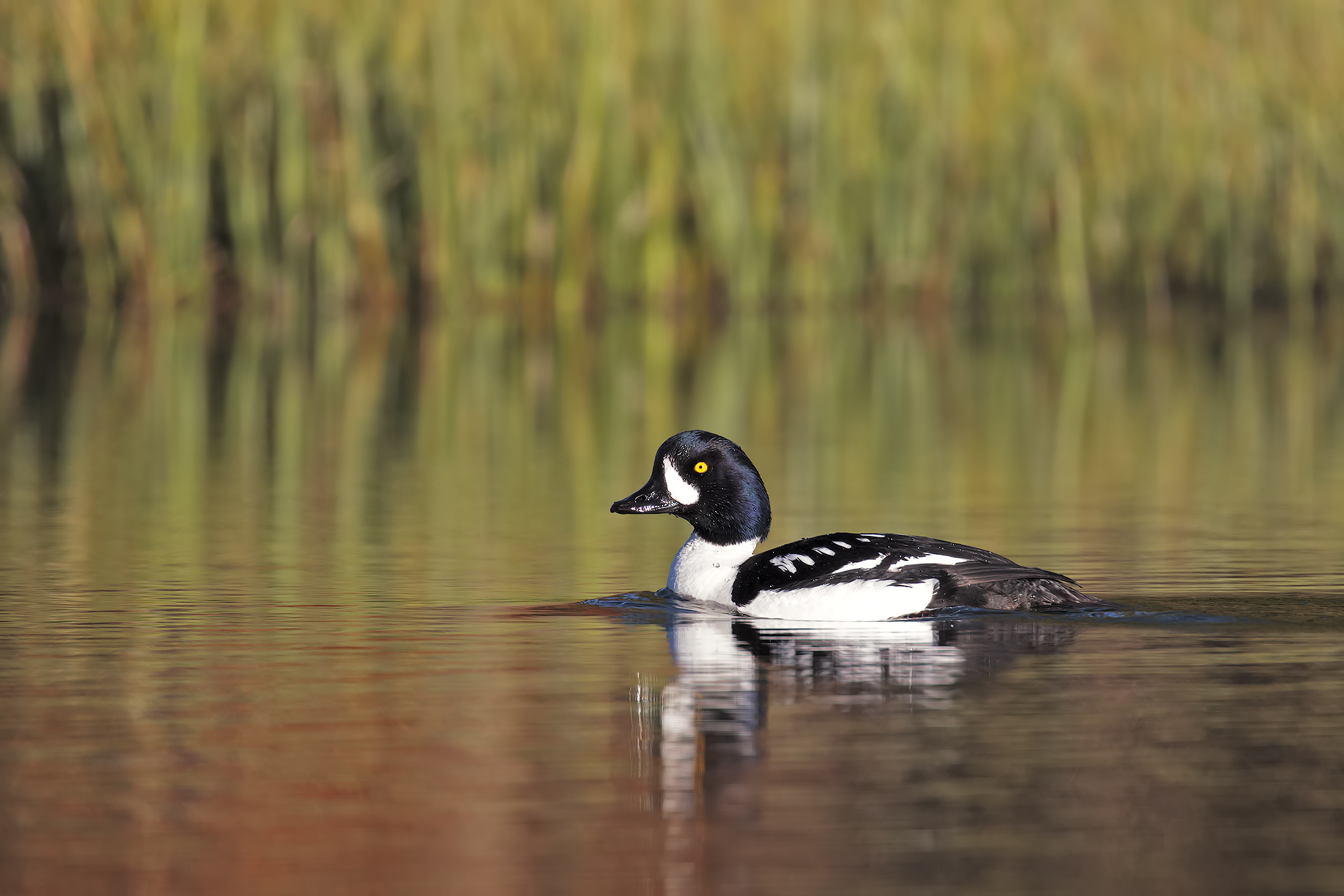 Quattrocchi d'Islanda