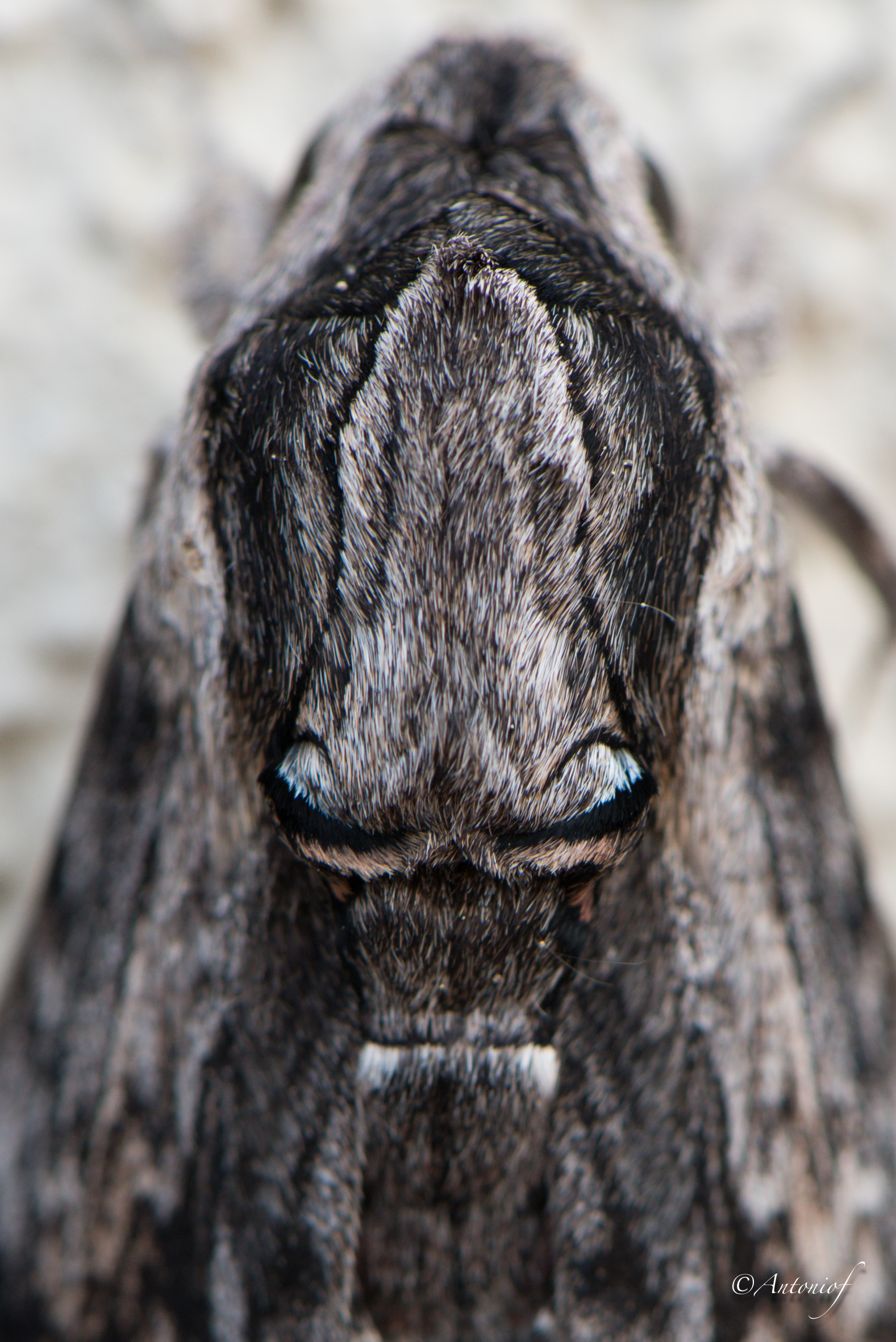 Sphinx dead head ???