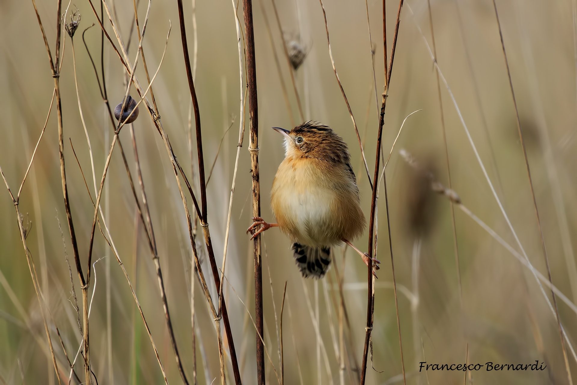 Beccamoschino "Cisticola juncidis"