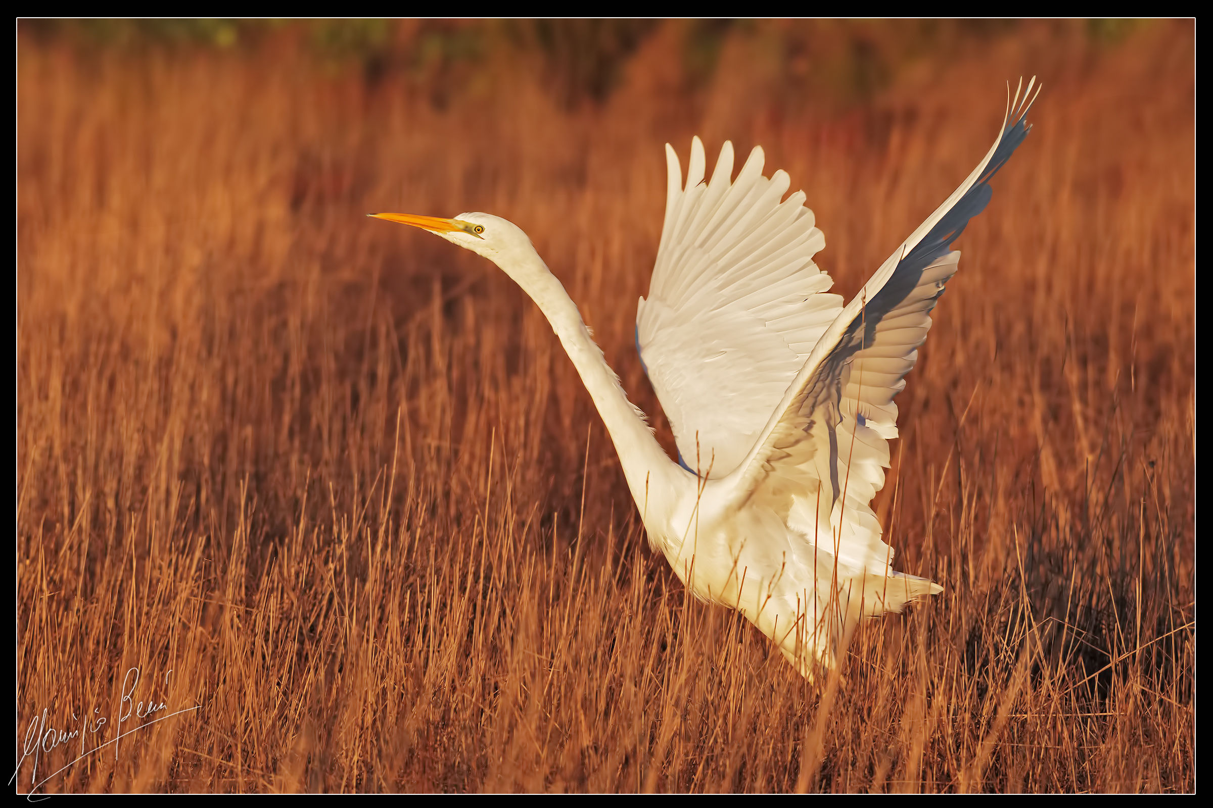 Great Egret, fledging early morning.
