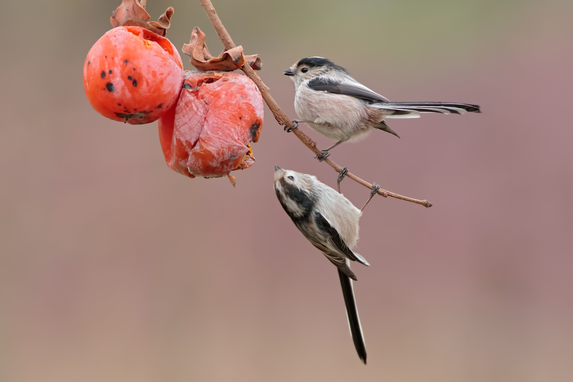 Codibugnolo acrobat (Aegithalos caudatus)