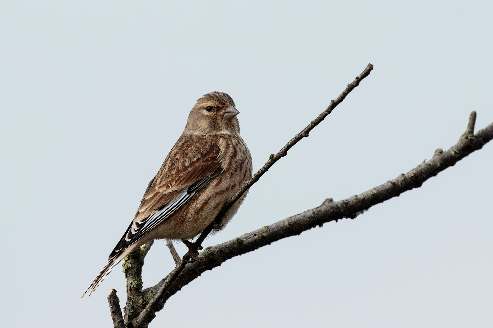 Linnet "Goldfinch Cannabina"