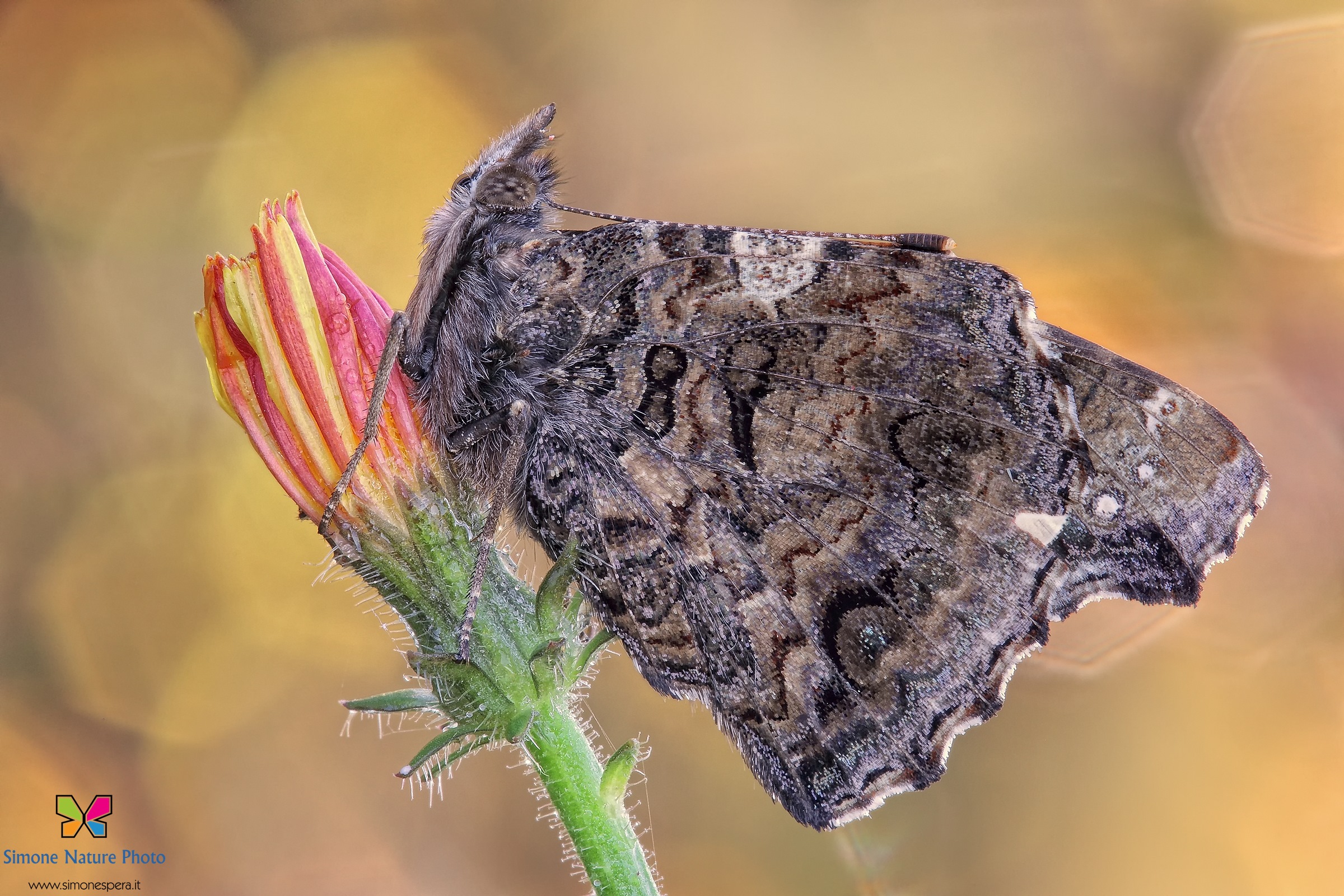 Vanessa atalanta.....