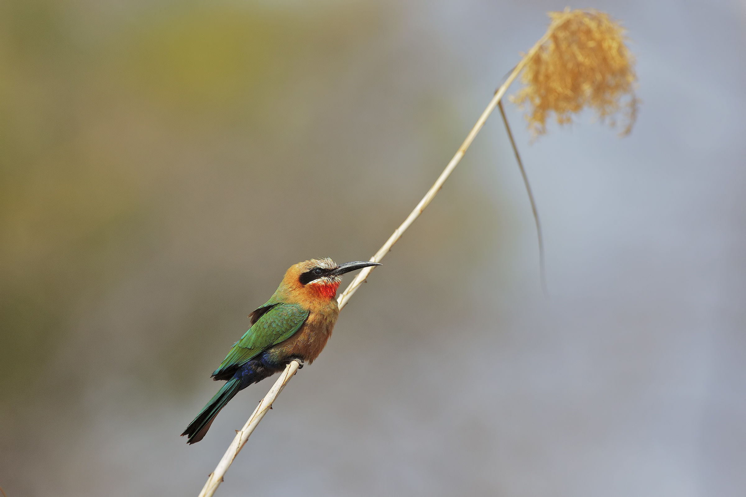 Gruccione frontebianca