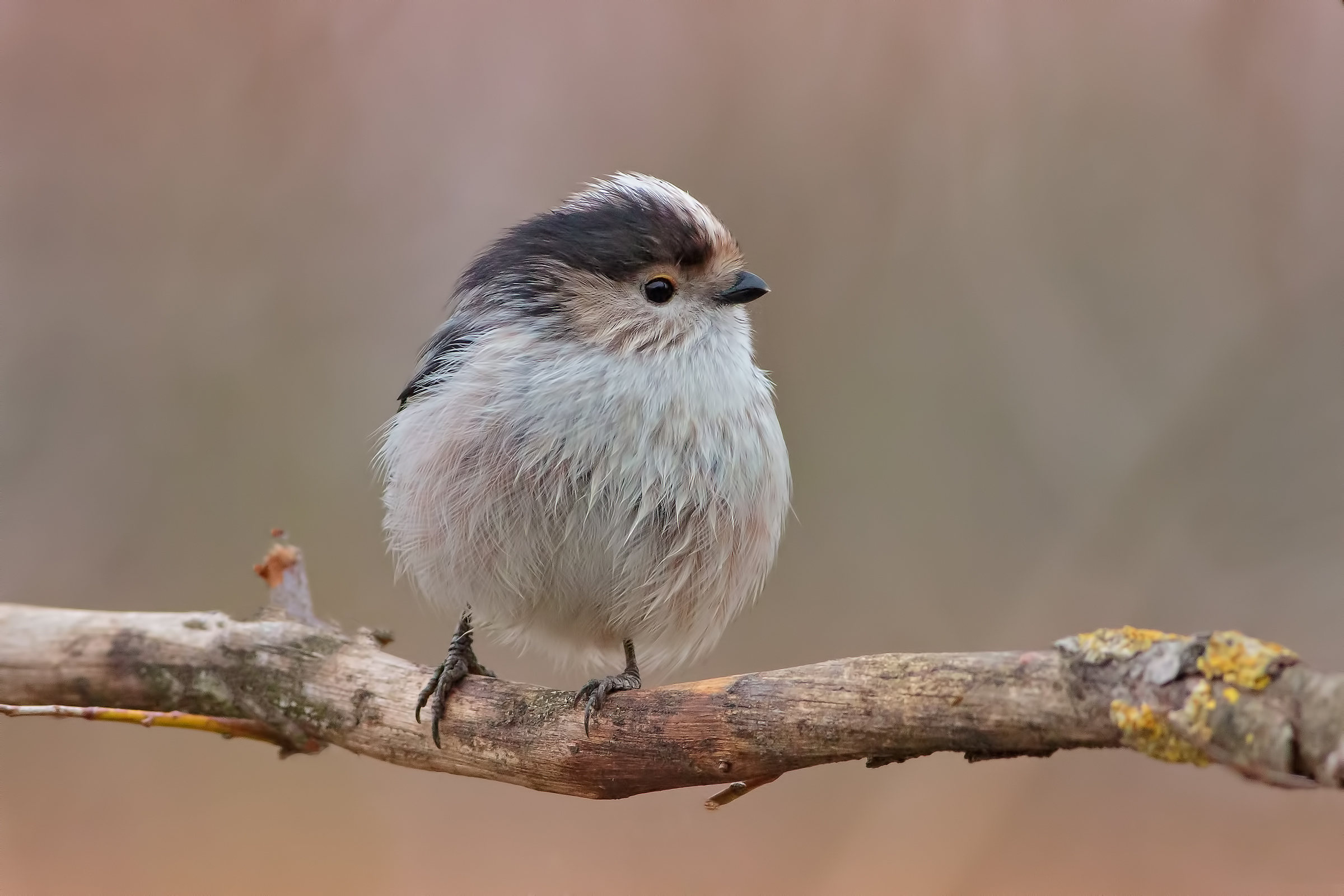 affectionately ruffled