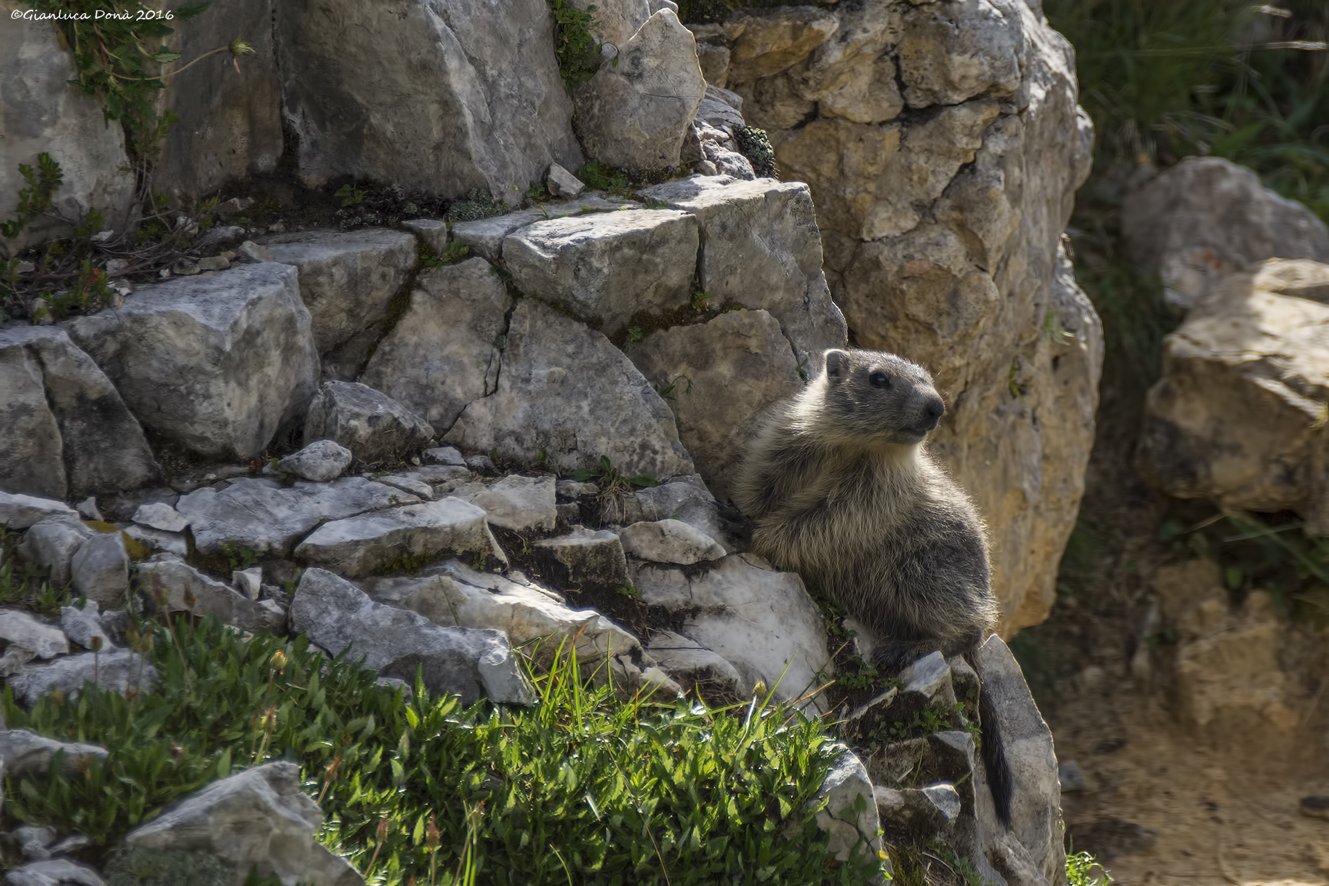 Marmota marmota L. 1758