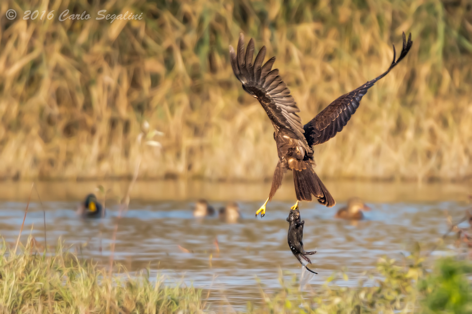 the capture of the rat