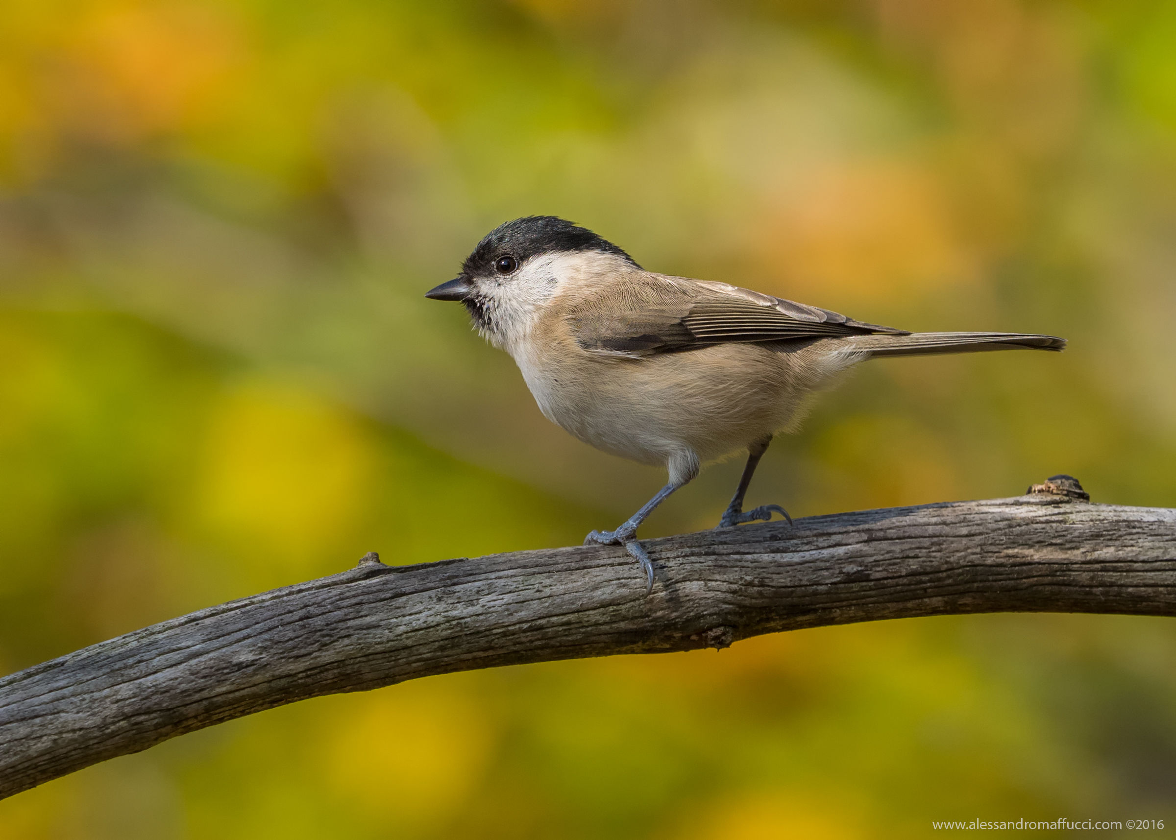 Cincia bigia autunnale...