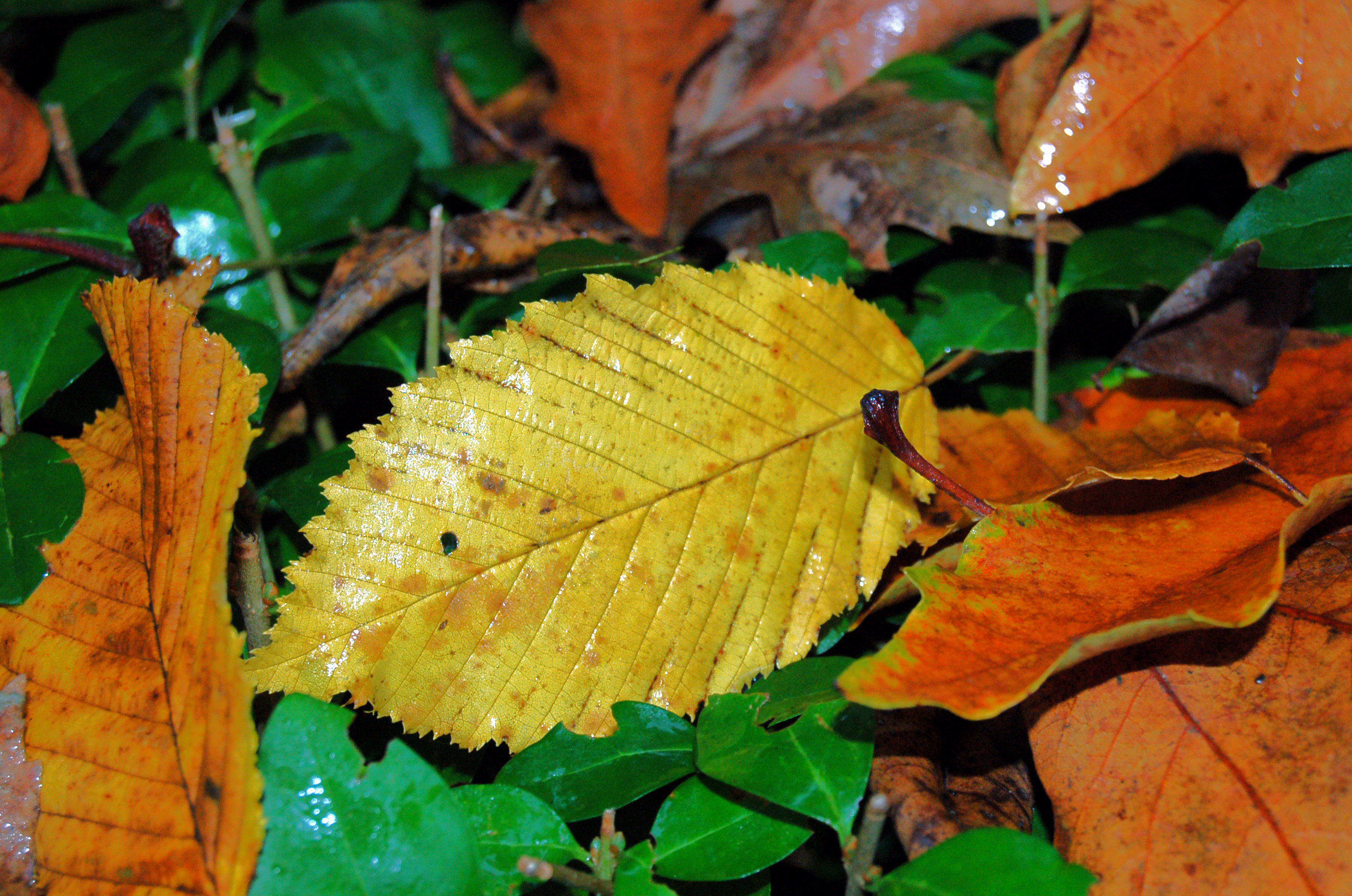 Leaves