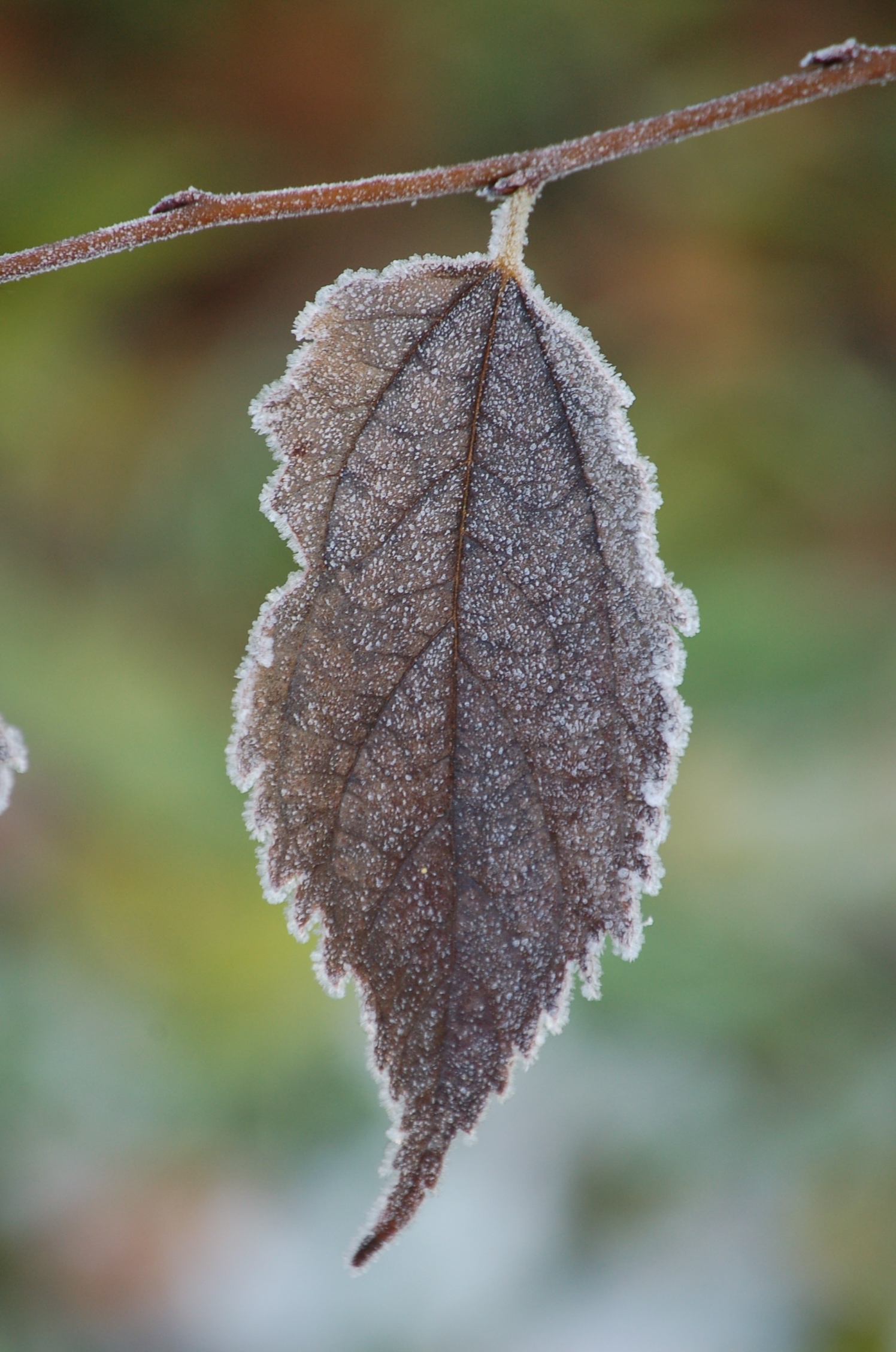 Leaf in winter