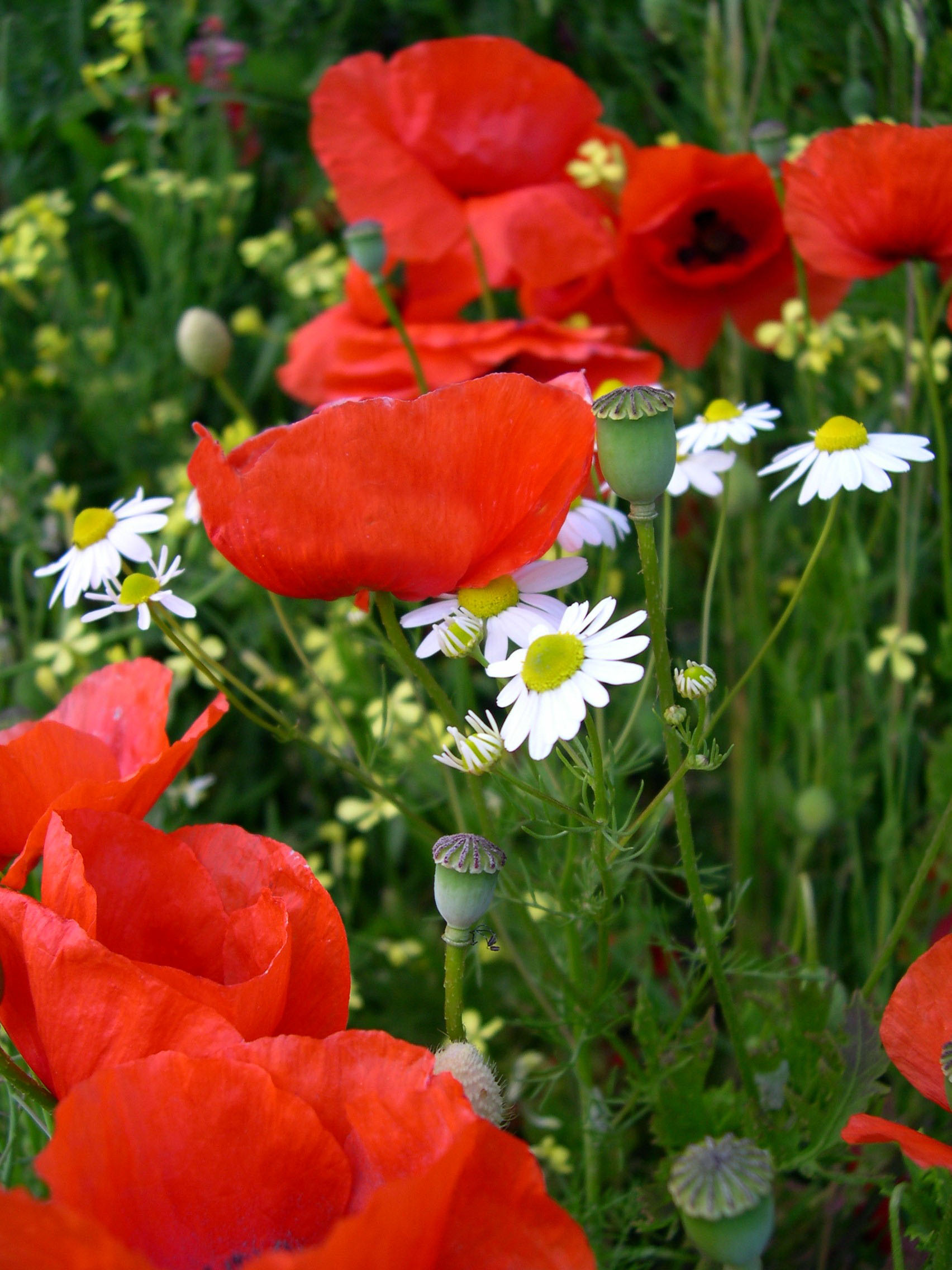 Red poppies
