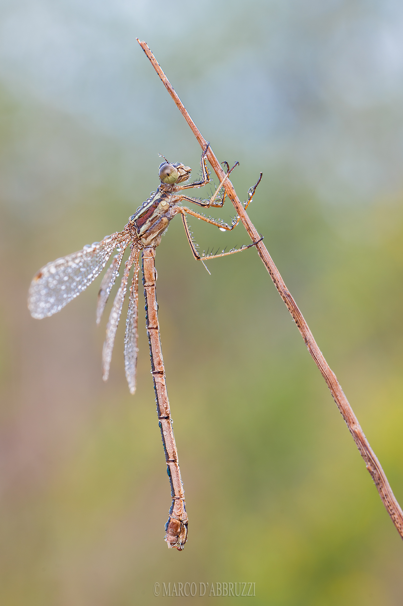 Lestes barbarus