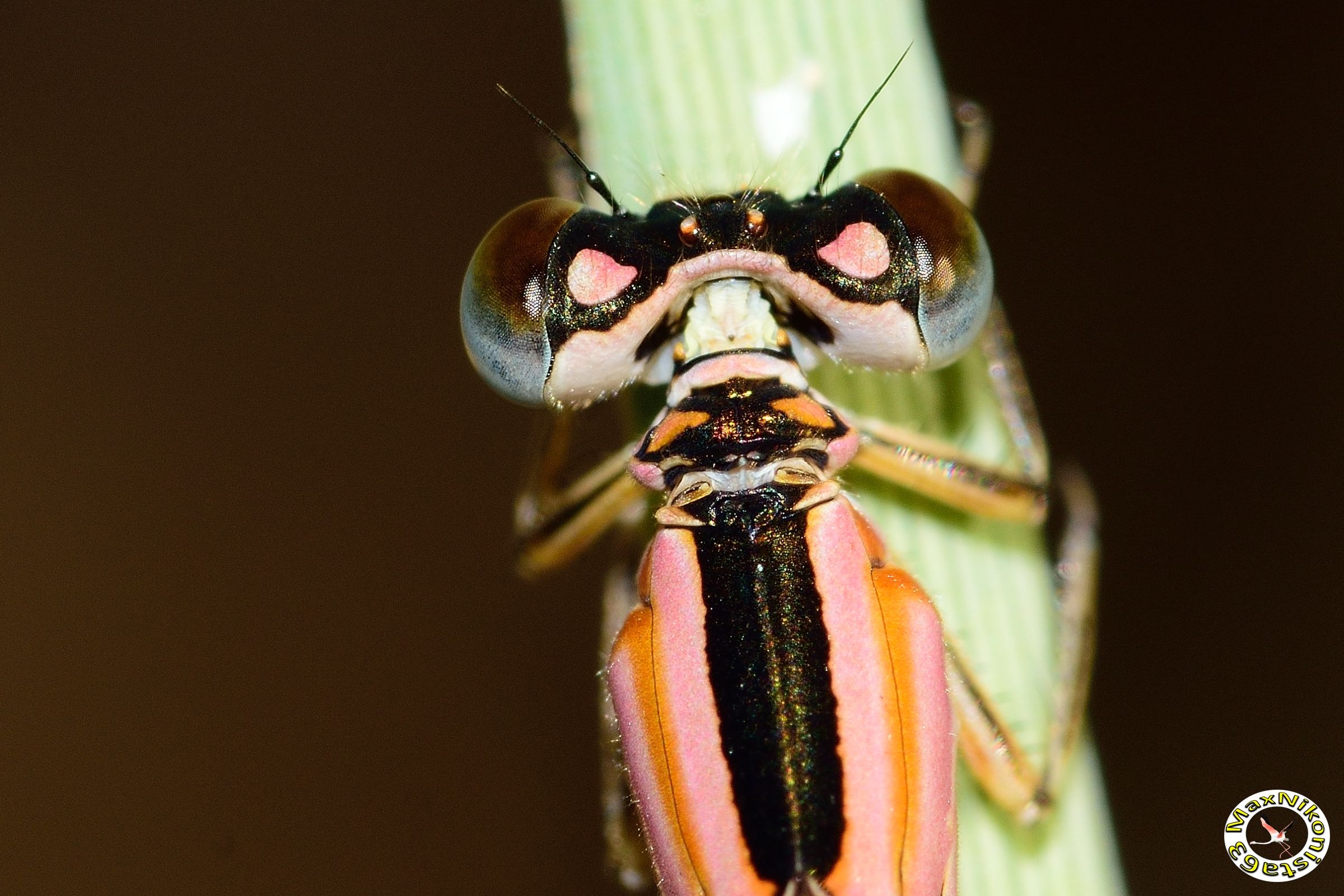 Odonato (zigottero) rosanero