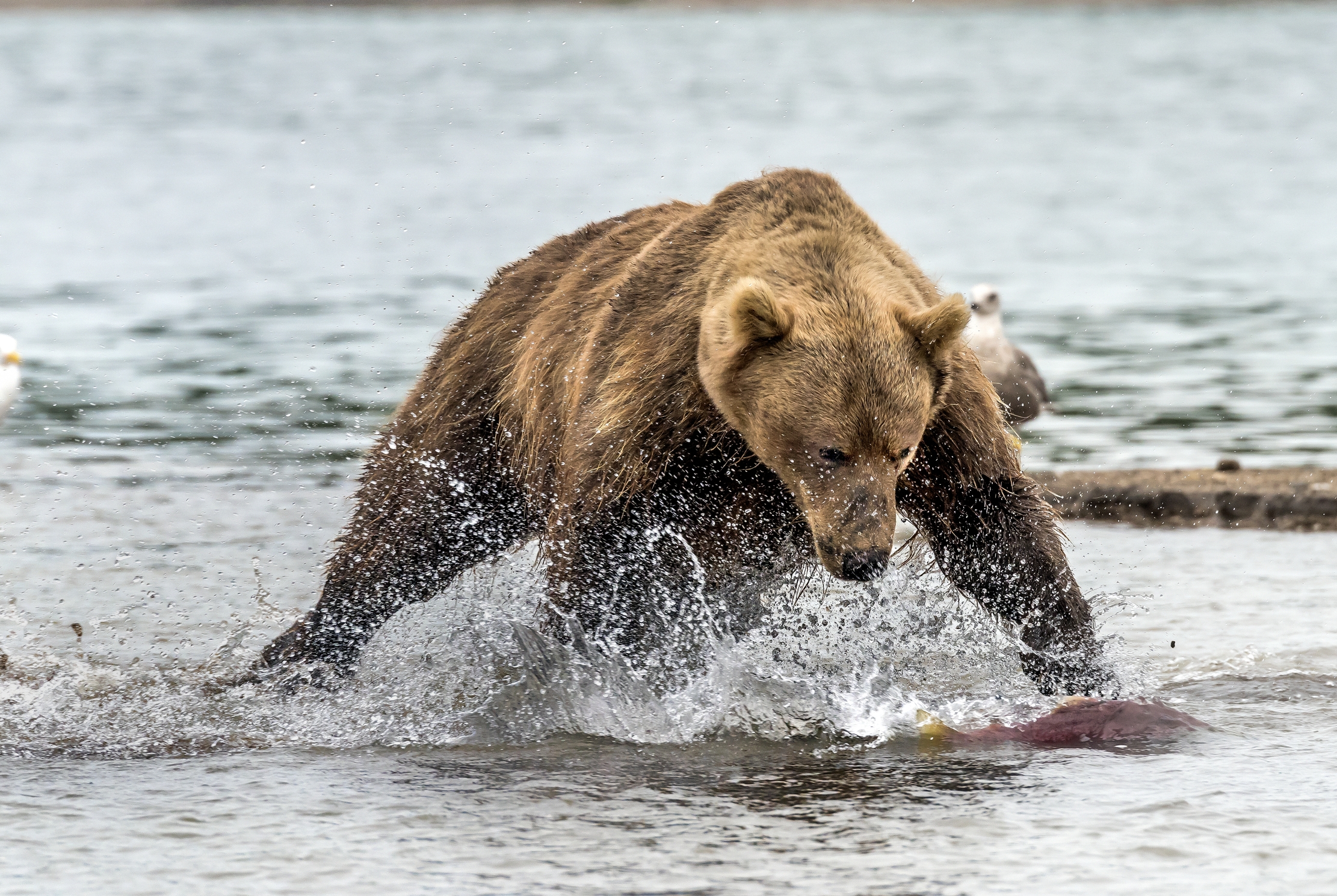 Kamchatka 2016 - A pesca