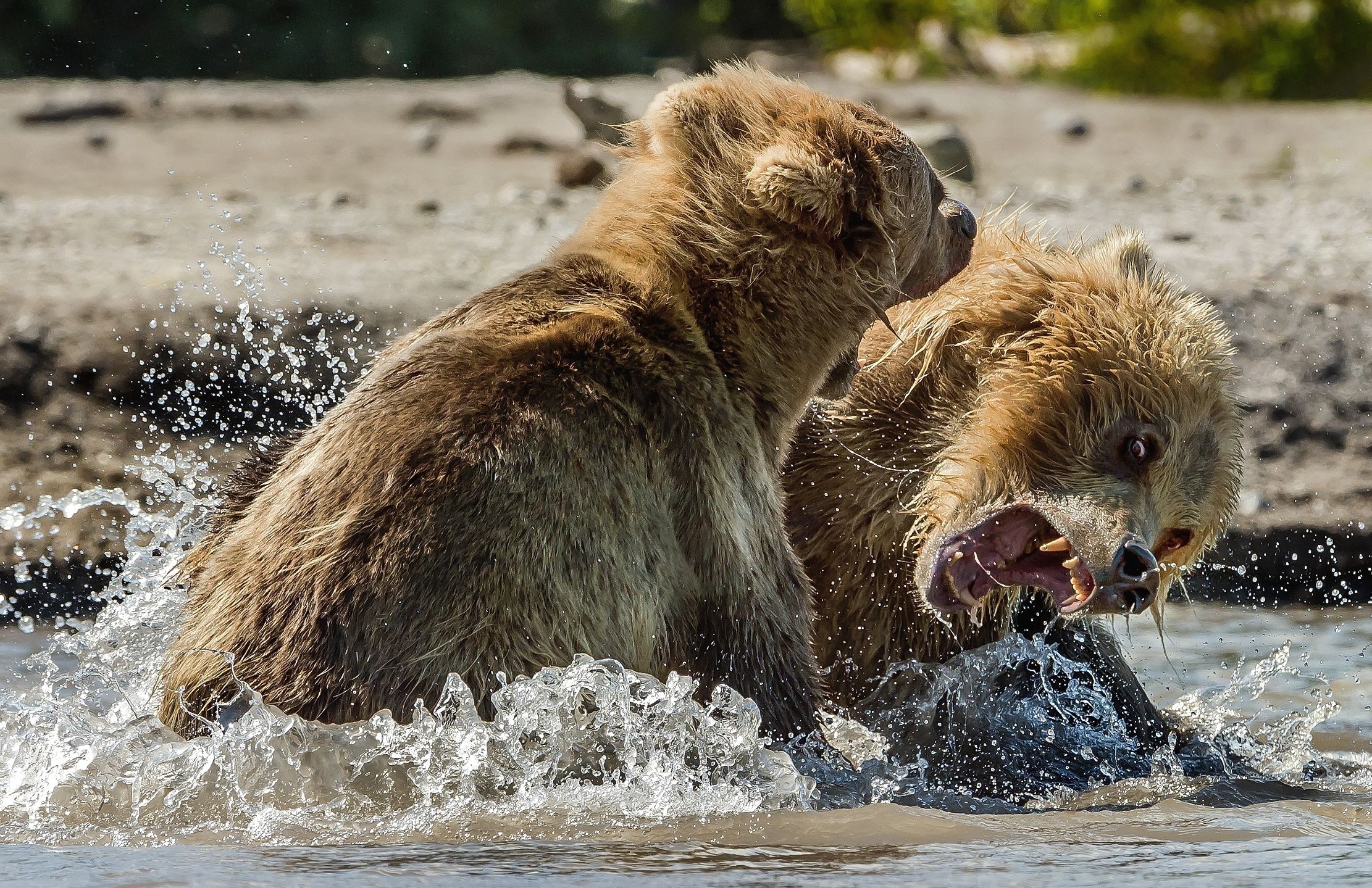 Kamchatka 2016 - Match