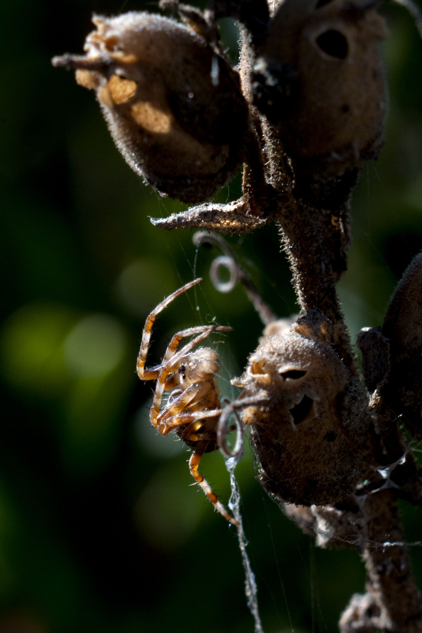 reconstruction Needed