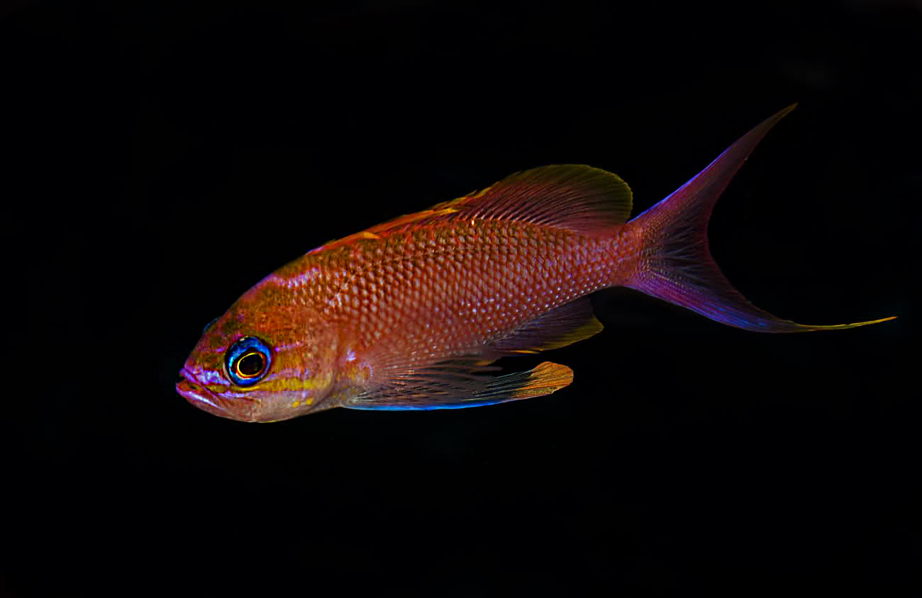 Anthias