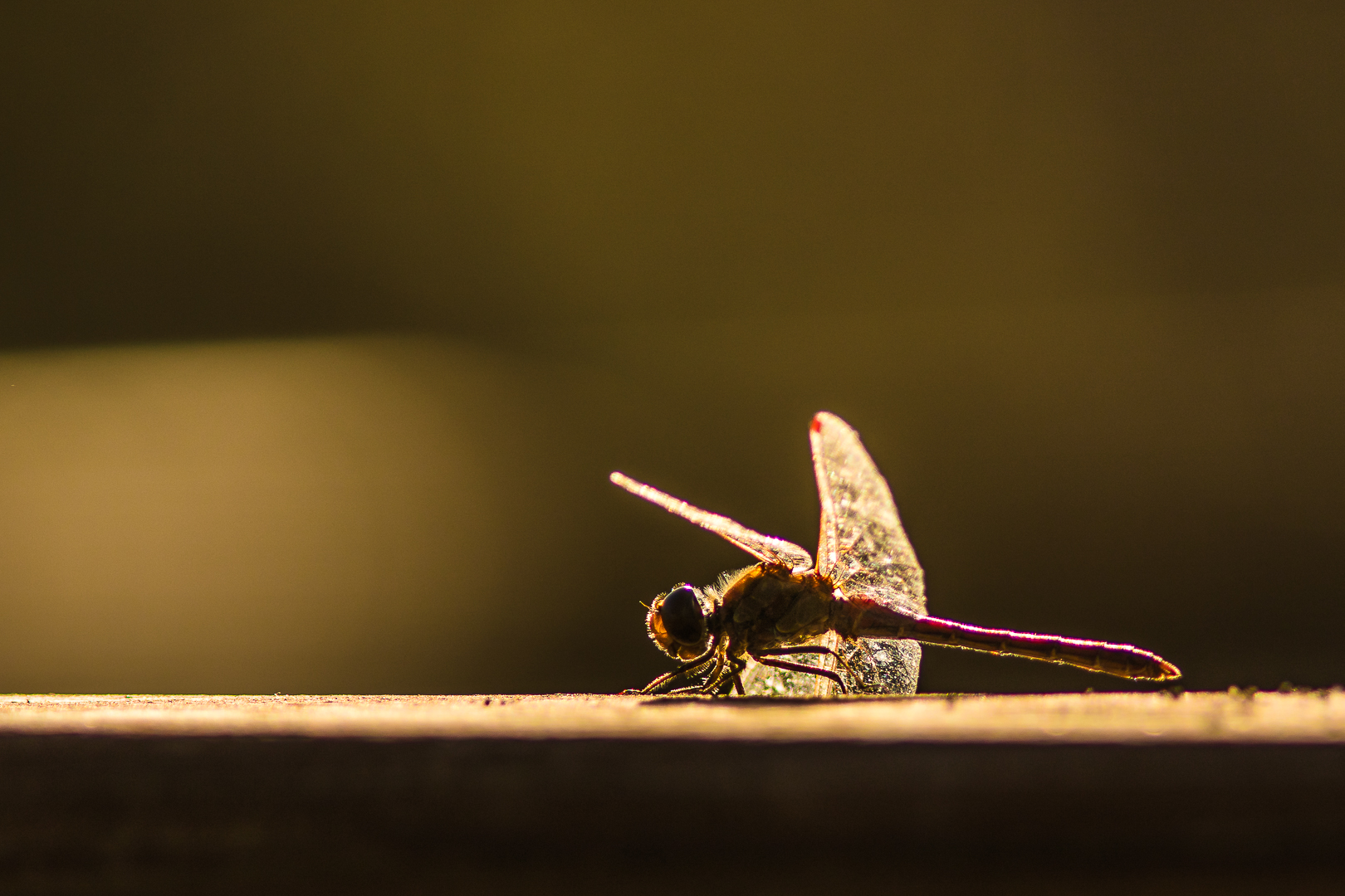 dragonfly backlight