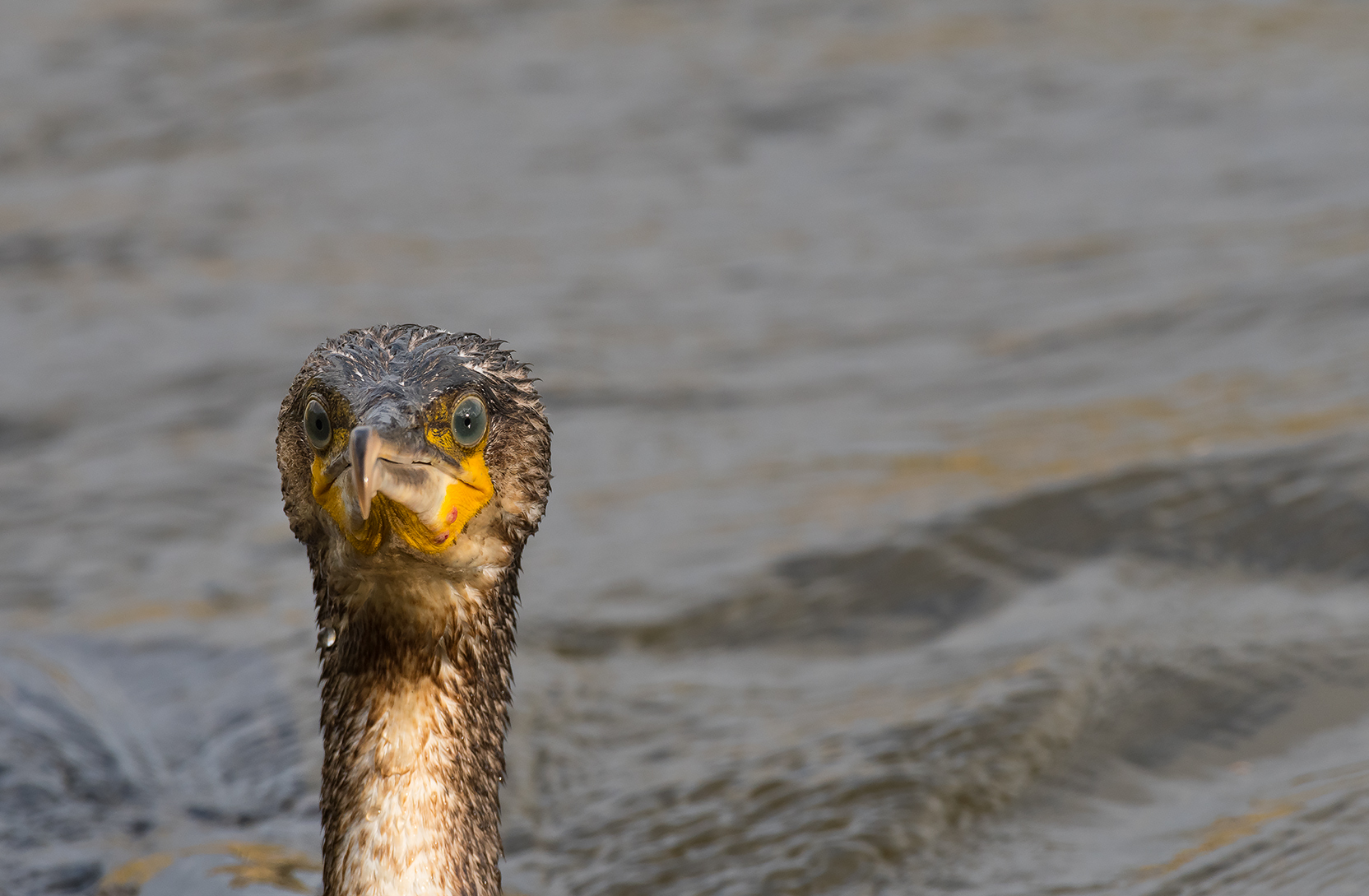 Cormorant