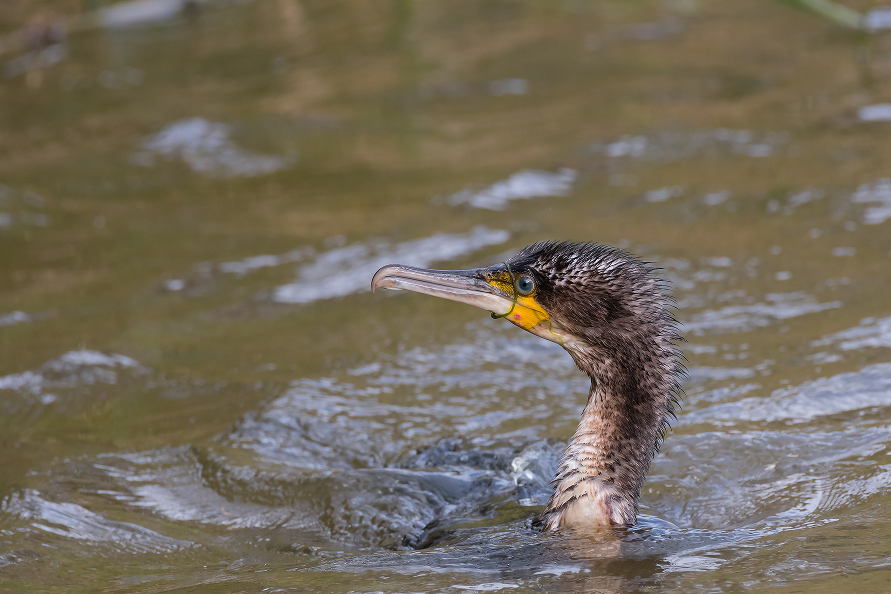 Cormorant