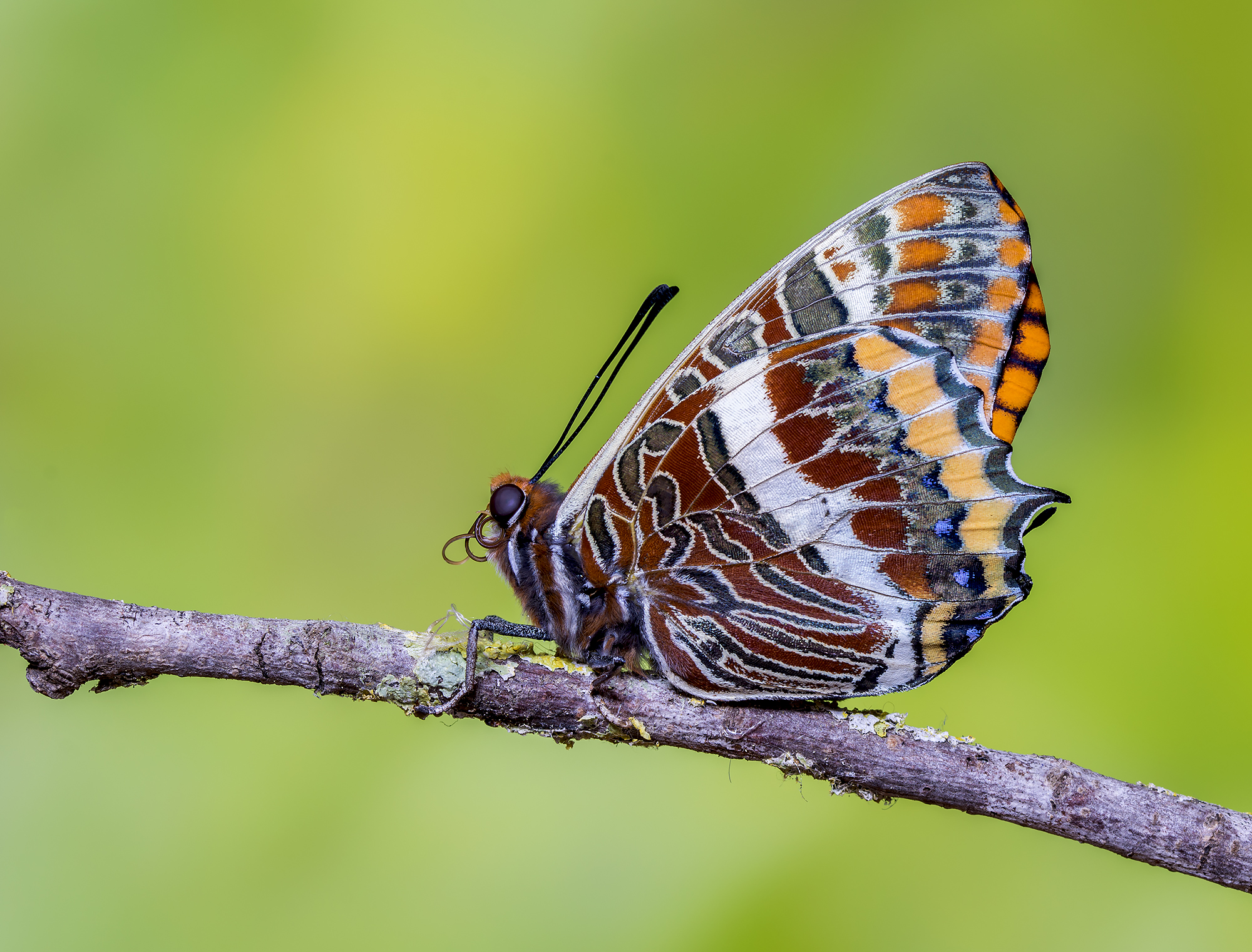 charaxes jasius