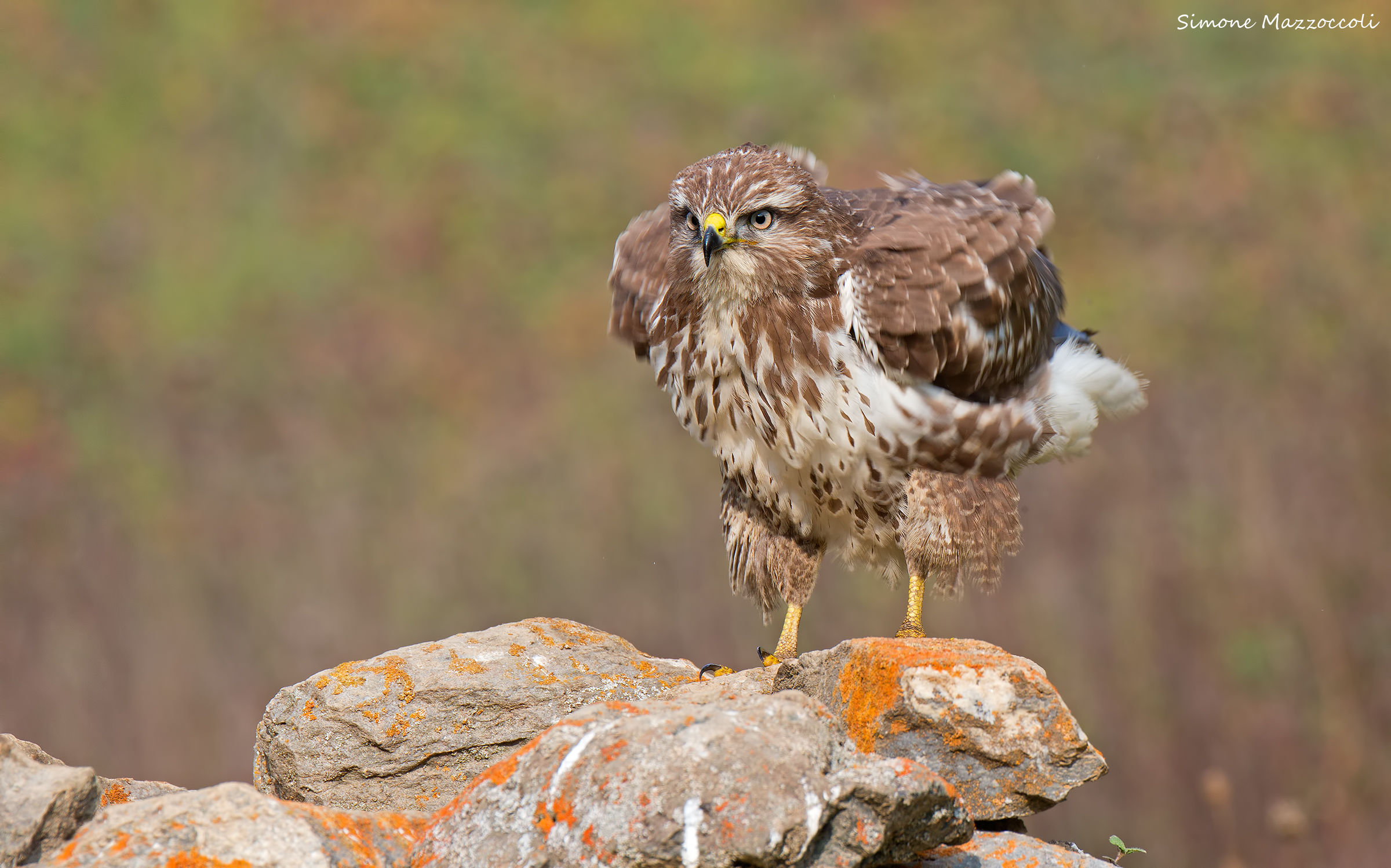 Buzzard