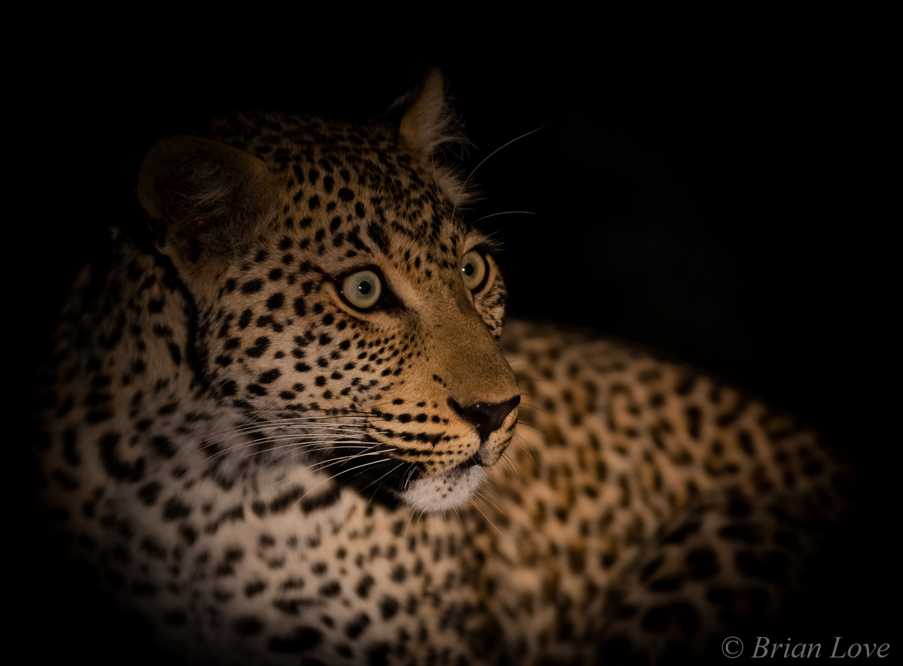 Night Vision Goggles