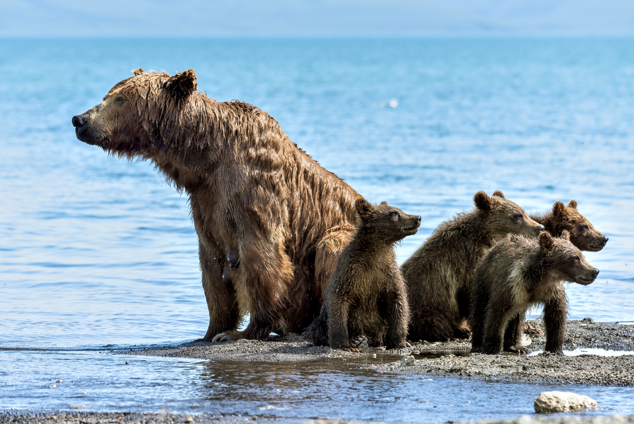 Kamchatka 2016 - Mother and puppies
