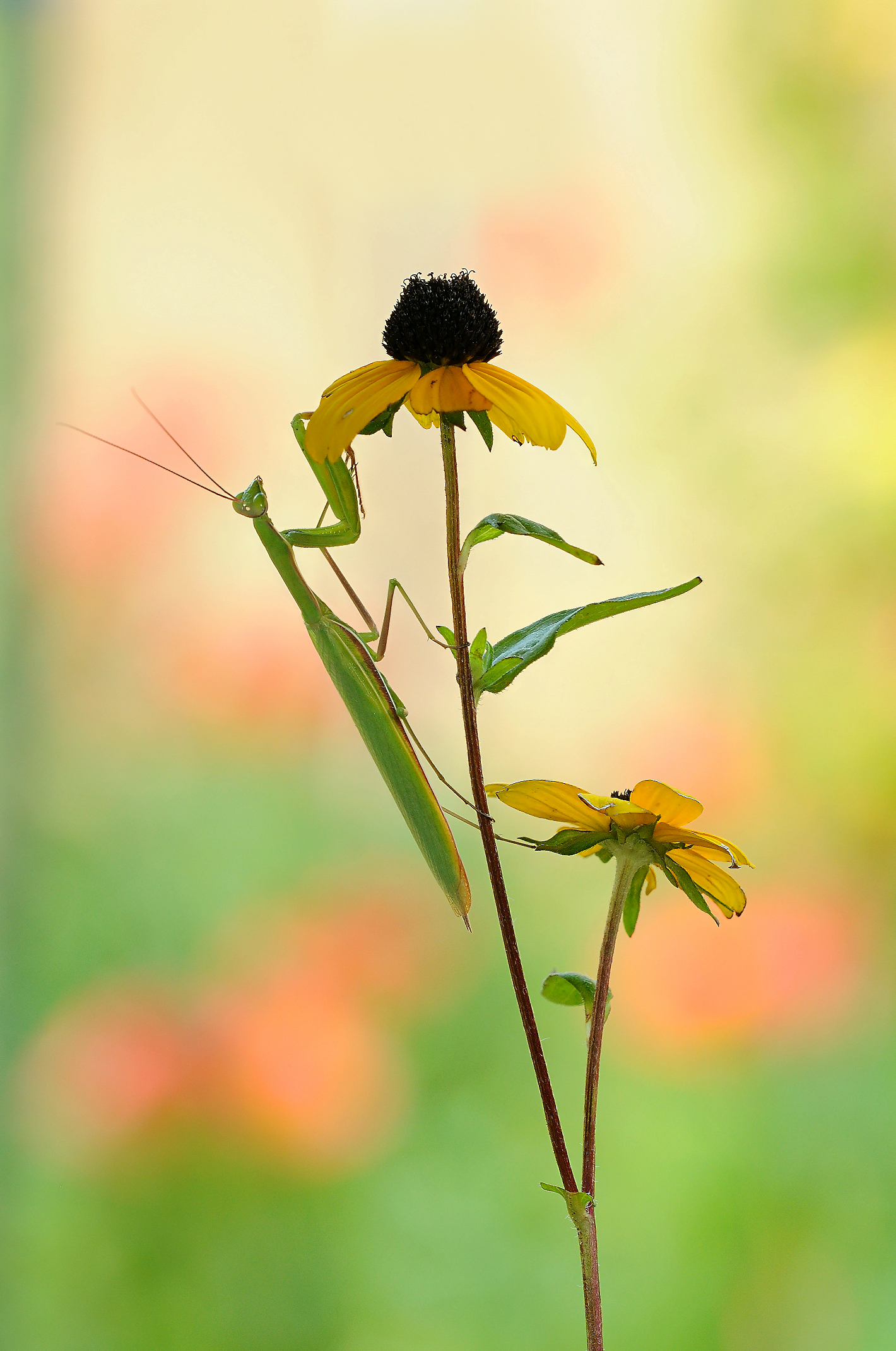 The host of the Garden