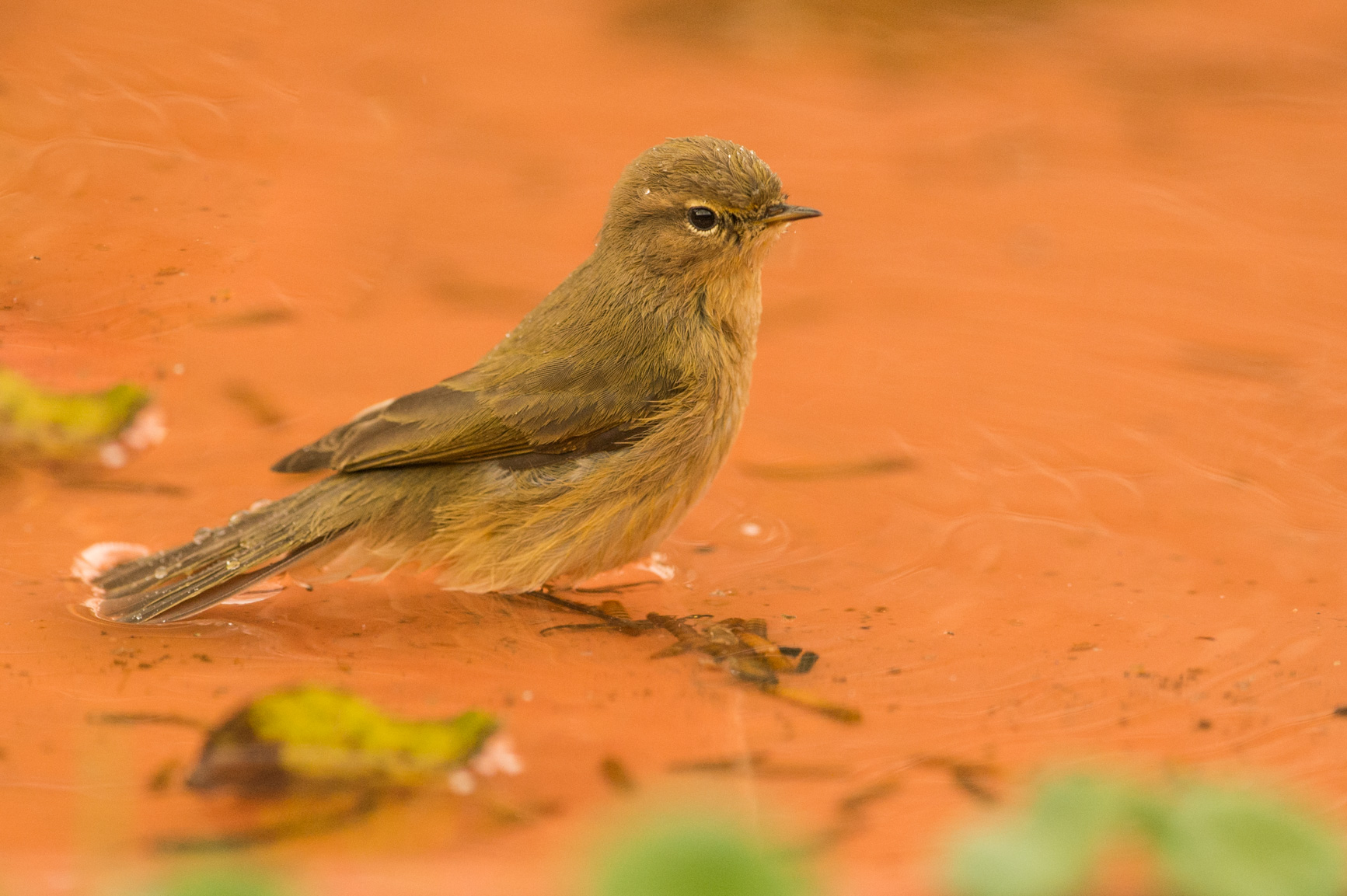 He likes the small pool of Via Turati