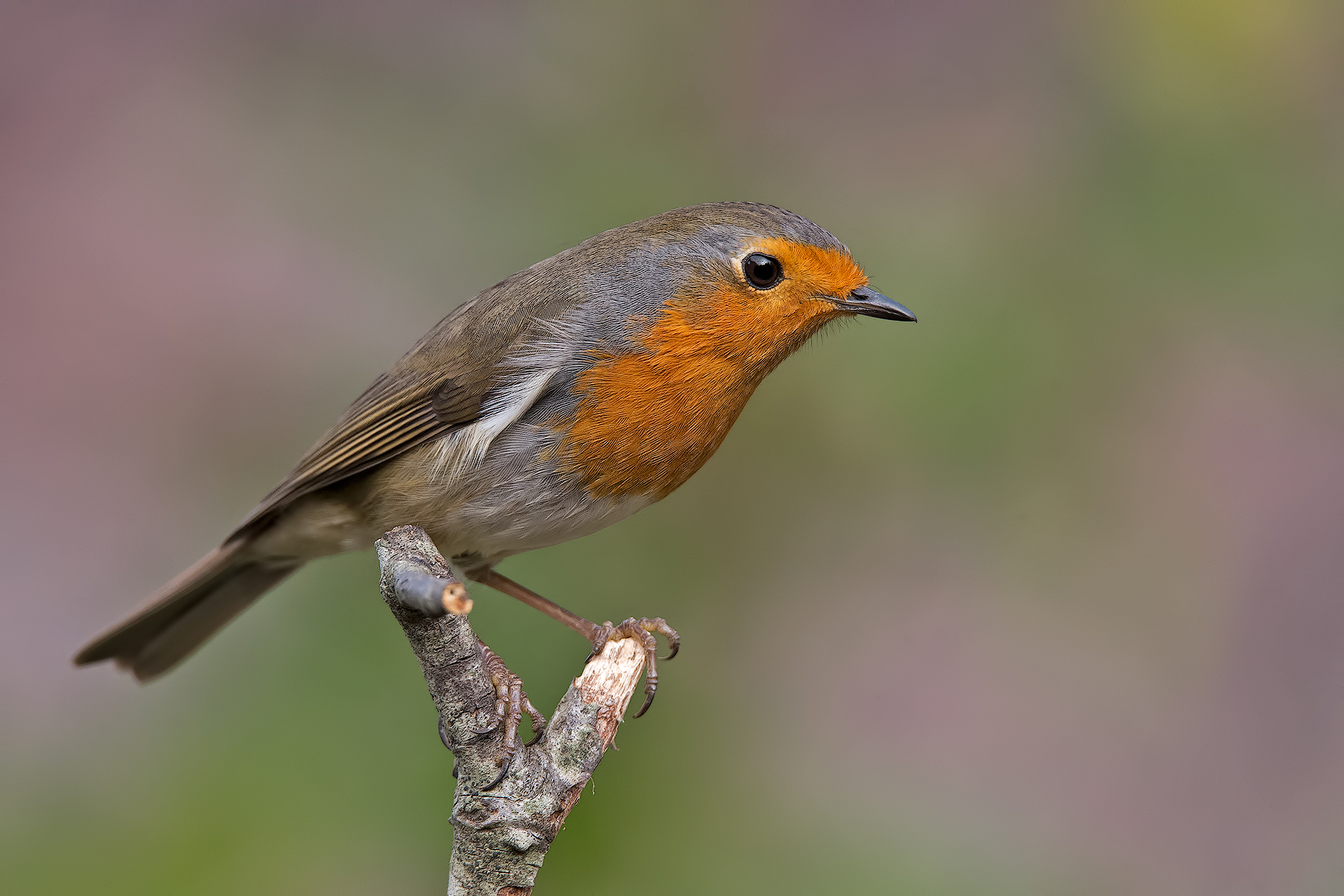 Robin!