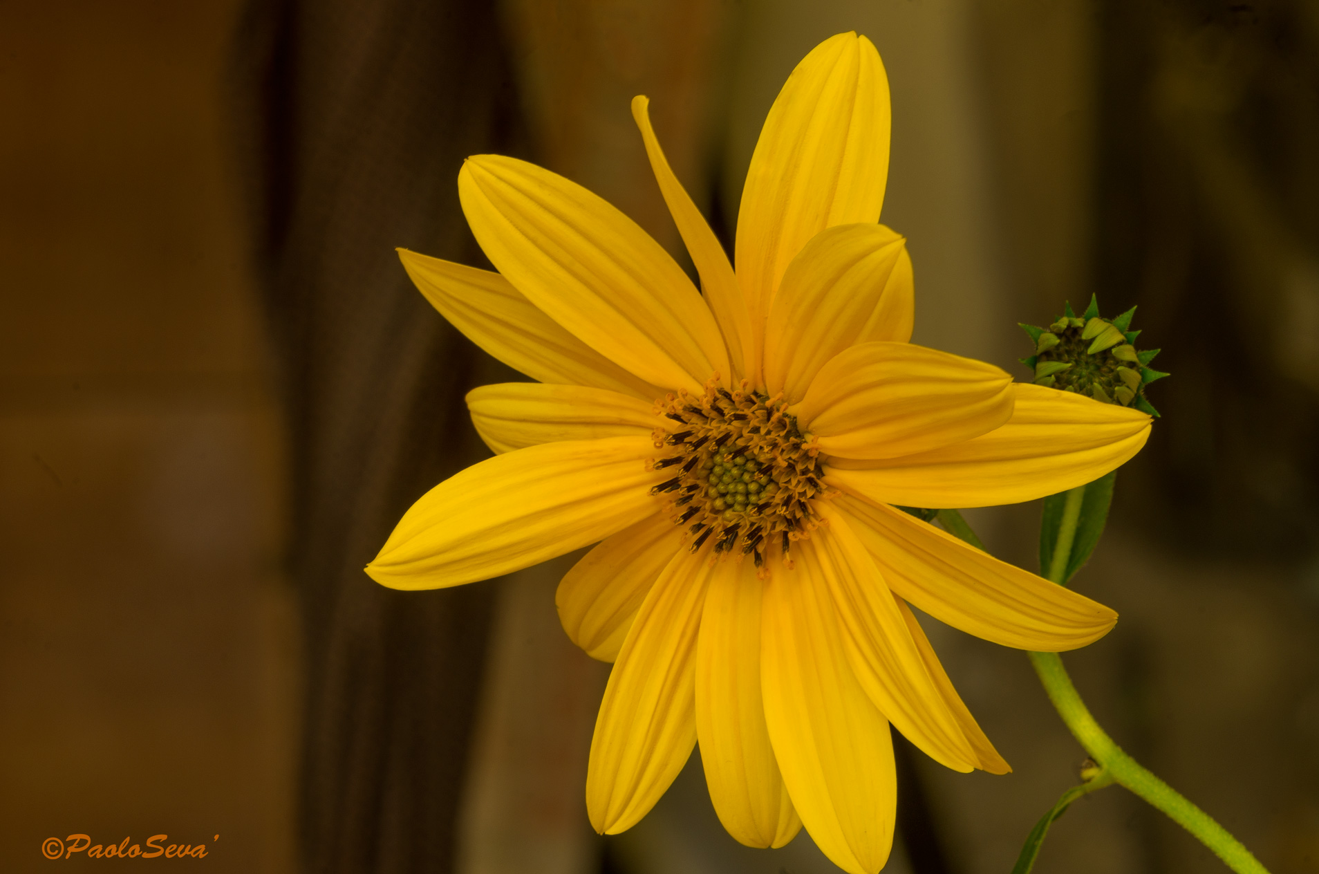 fiore del Topinambur