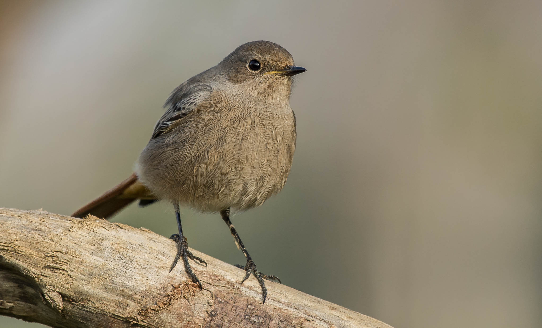 black redstart