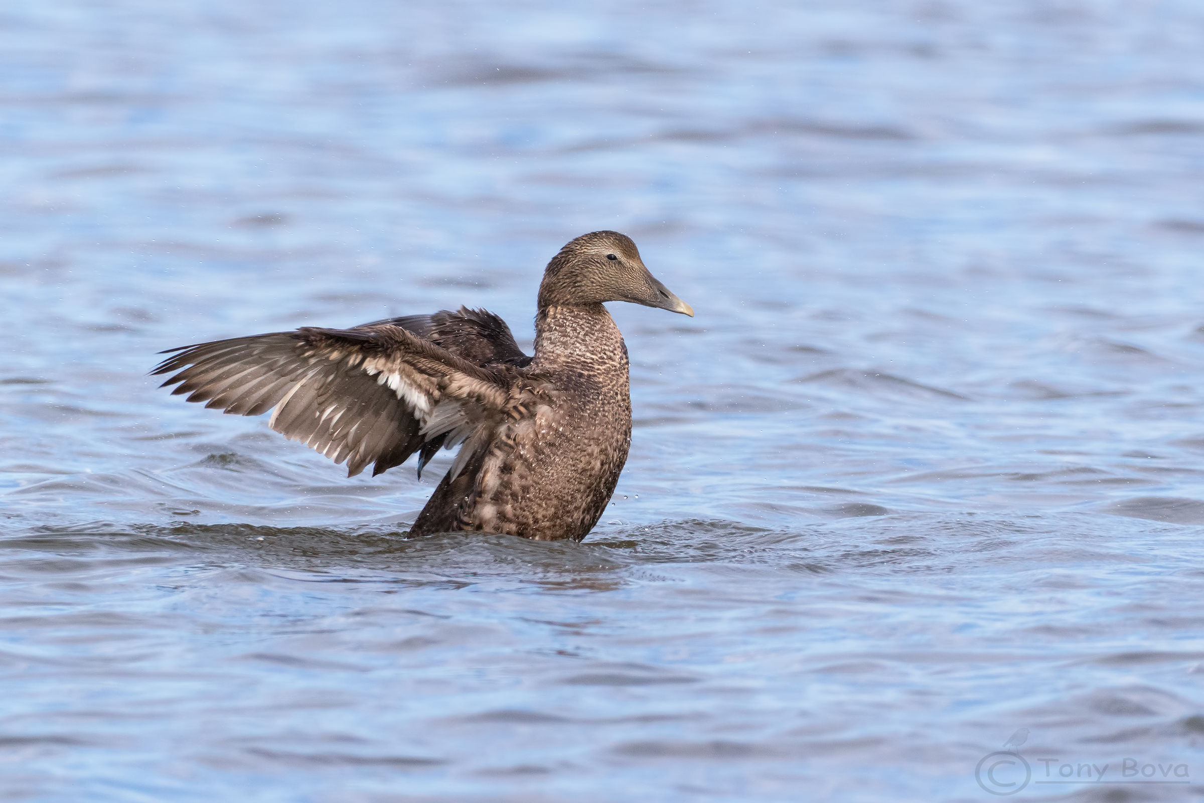 Somateria mollissima ...