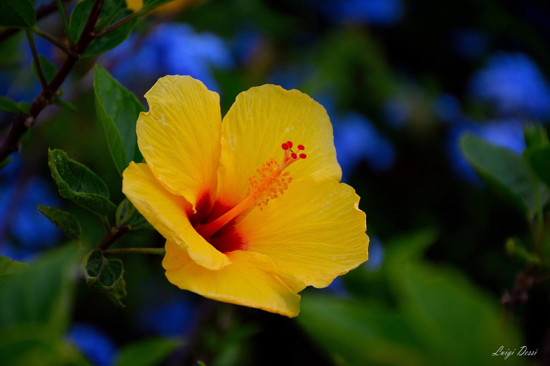 hibiscus