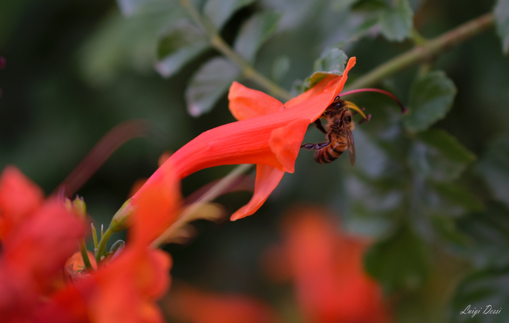 The bee and the flower