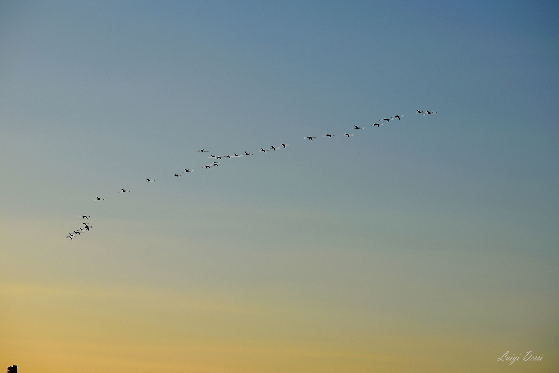 The flight of the flamingos at sunset