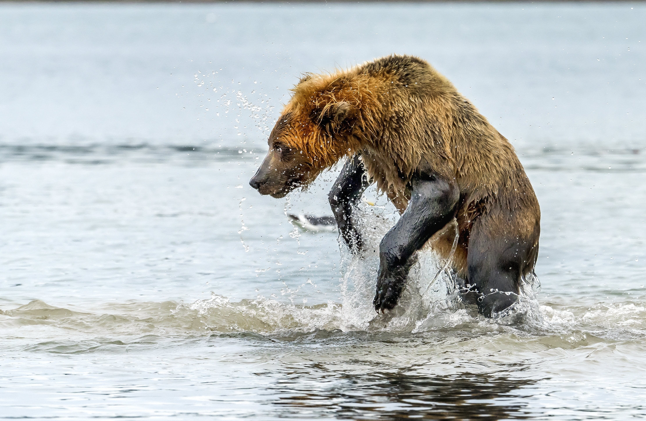 Kamchatka 2016 - Pesca