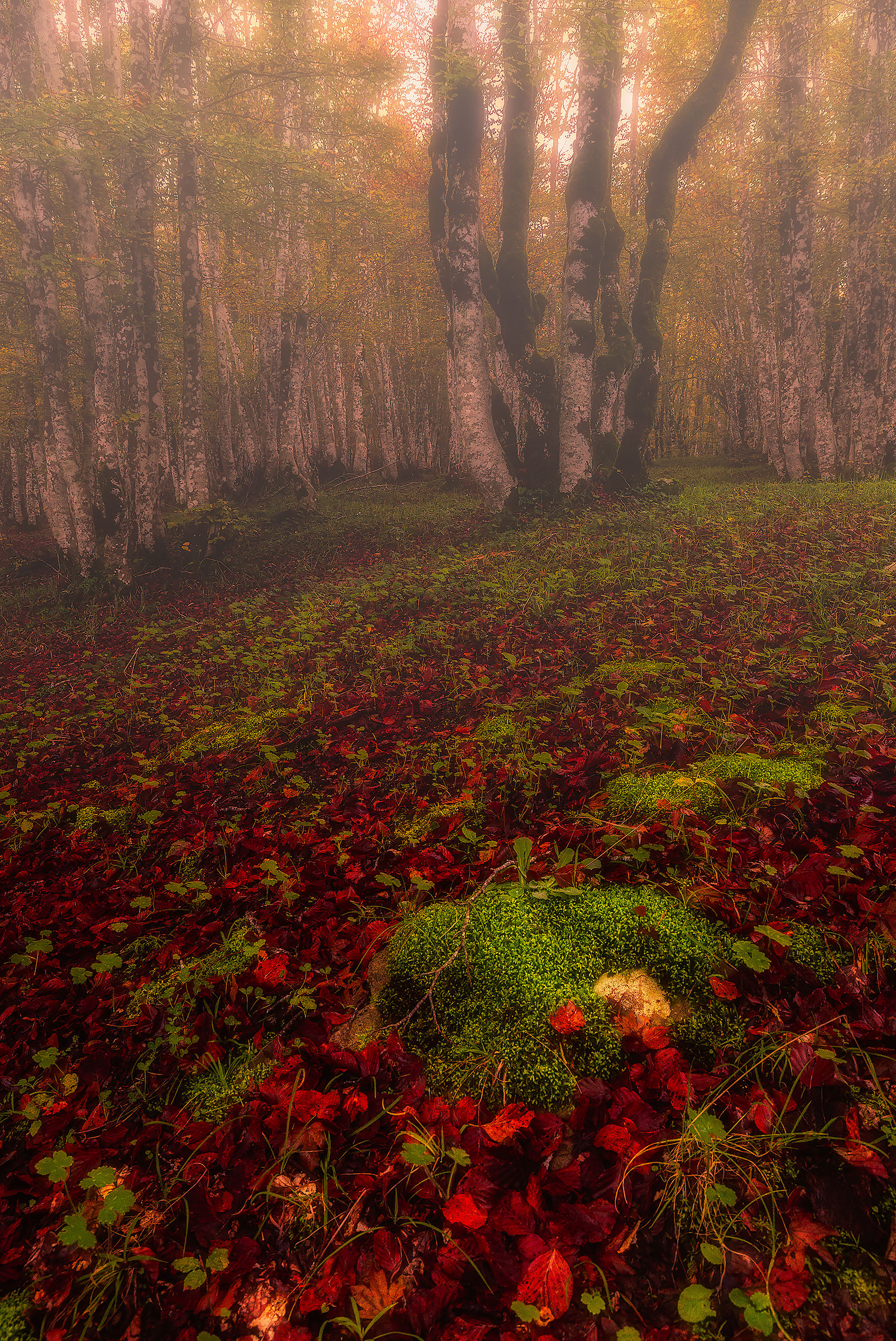Autumn in red and green